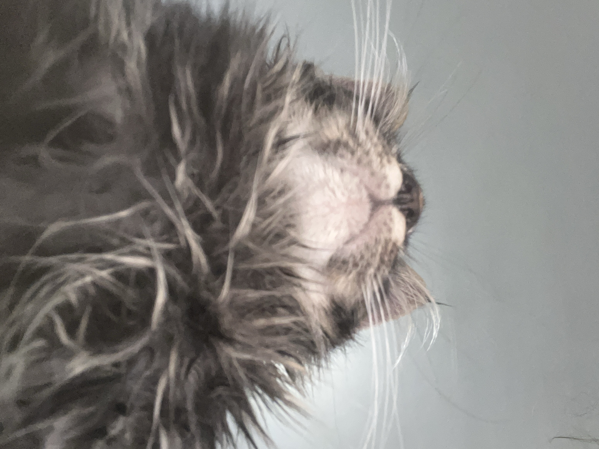 An upside down close-up of a wet, gray cat's face shows its pink nose and white whiskers. The cat's fur is matted and sticking out in various directions around its face. The background is a plain, light gray. The image is in focus and taken from a medium distance.