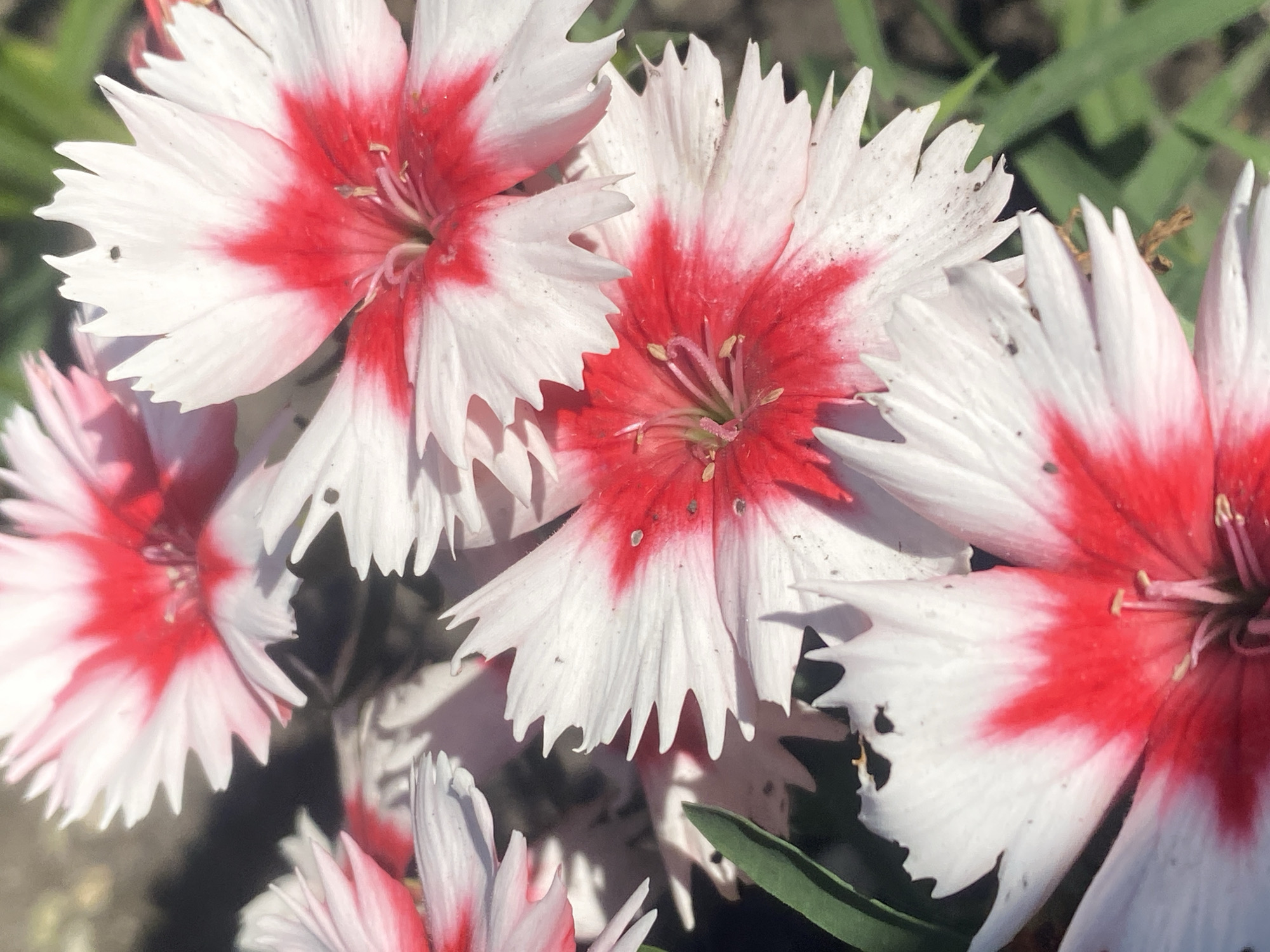 A close-up, high-angle shot captures a cluster of vibrant bicolored flowers, likely Dianthus (pinks or carnations), under bright daylight in Novokuznetsk, Russia. The flowers dominate the frame, showcasing striking petals that are primarily white with a prominent, rich red blotch concentrated at their centers, radiating outwards. The edges of the petals are distinctly serrated or fringed, adding to their texture.
Several blossoms are visible, with the two central flowers being in sharp focus, revealing intricate details such as stamens and pistils within their red core. The surrounding flowers are slightly out of focus, contributing to a sense of depth. Minor specks or dust are visible on some white petals. Green foliage provides a soft, blurred background, suggesting an outdoor garden setting. The strong, natural lighting creates clear highlights on the petals and some subtle shadows, emphasizing the flowers' forms and colors. No activity or event is taking place beyond the natural state of the blooming flowers. There is no visible text.