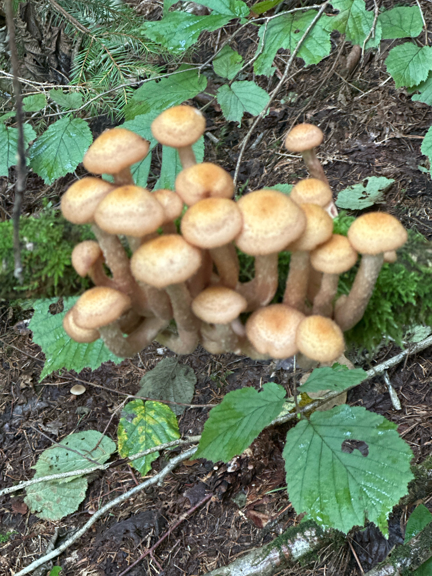A close-up, eye-level shot captures a cluster of Honey mushrooms (Armillaria mellea) growing on the forest floor. The mushrooms are characterized by their honey-colored caps, which range in color from light tan to a deeper brown, and some exhibit darker, small scales. They are clustered closely together, with multiple stems emerging from a common base, suggesting they are growing on a decaying tree stump or root system that is not visible. The surrounding environment consists of damp, dark soil mixed with pine needles and fallen leaves. Several green leaves, some appearing wet and glistening, are scattered throughout the scene, along with moss-covered branches and pine boughs. The overall impression is one of a shaded, natural forest setting. The location is specified as within the forests of the Kalodzishchanskiy Sel'ski Sovet, Belarus, indicating a rural, wooded area outside of a major urban center. There are no people or animals visible in the image.
