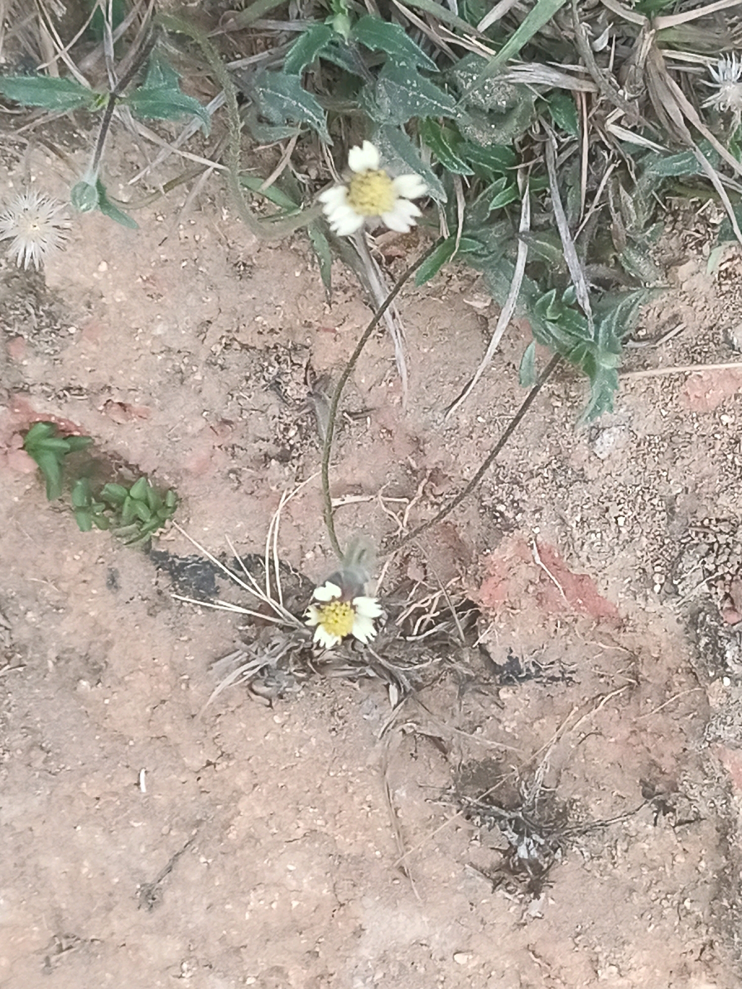 The image depicts a close-up, overhead view of a patch of dry, sandy soil with sparse vegetation and two small, daisy-like flowers. One flower, in the upper right portion of the frame, is in focus and has white petals and a yellow center. The other flower, in the lower center, is slightly out of focus, also white with a yellow center, and appears to be growing from a clump of dry grass and straw. Small, green leafy plants are visible in the upper left and center left of the image, growing out of the soil. The ground is predominantly reddish-brown, with areas of finer sand and some larger pebbles. The overall impression is of a dry, somewhat neglected outdoor environment, possibly a roadside or undeveloped area. There are no people or animals visible in the image. The scene is consistent with an outdoor environment found in the city of Limbe, Malawi, known for its drier climate and reddish soil in many areas.