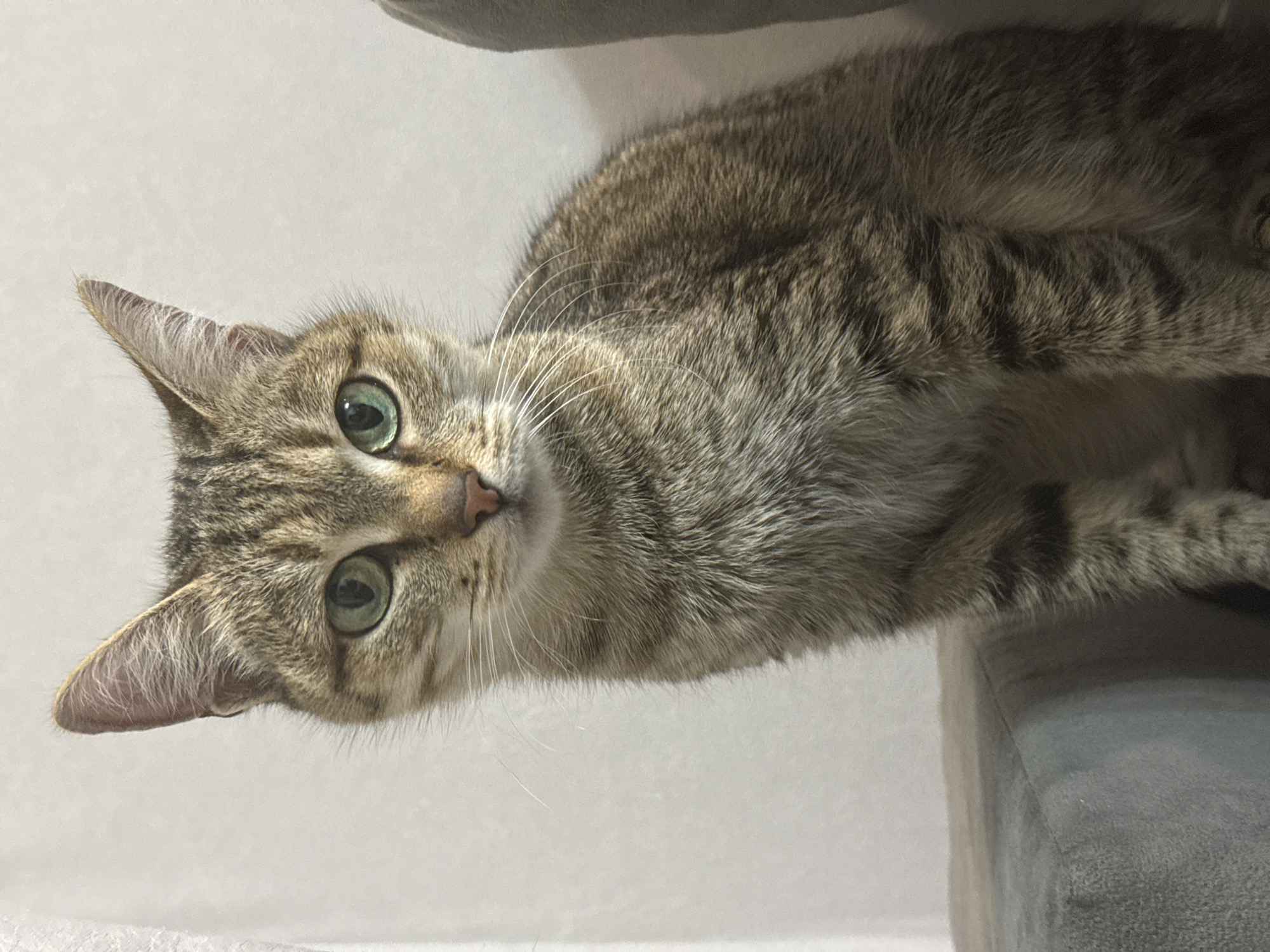 A medium, close-up, rotated, indoor shot of a tabby cat in Chaikovsky, Russia. The cat has green eyes, a pink nose, and white whiskers. The cat is mostly gray with black stripes. The cat is lying on a grey cat tree. The background is a white wall.