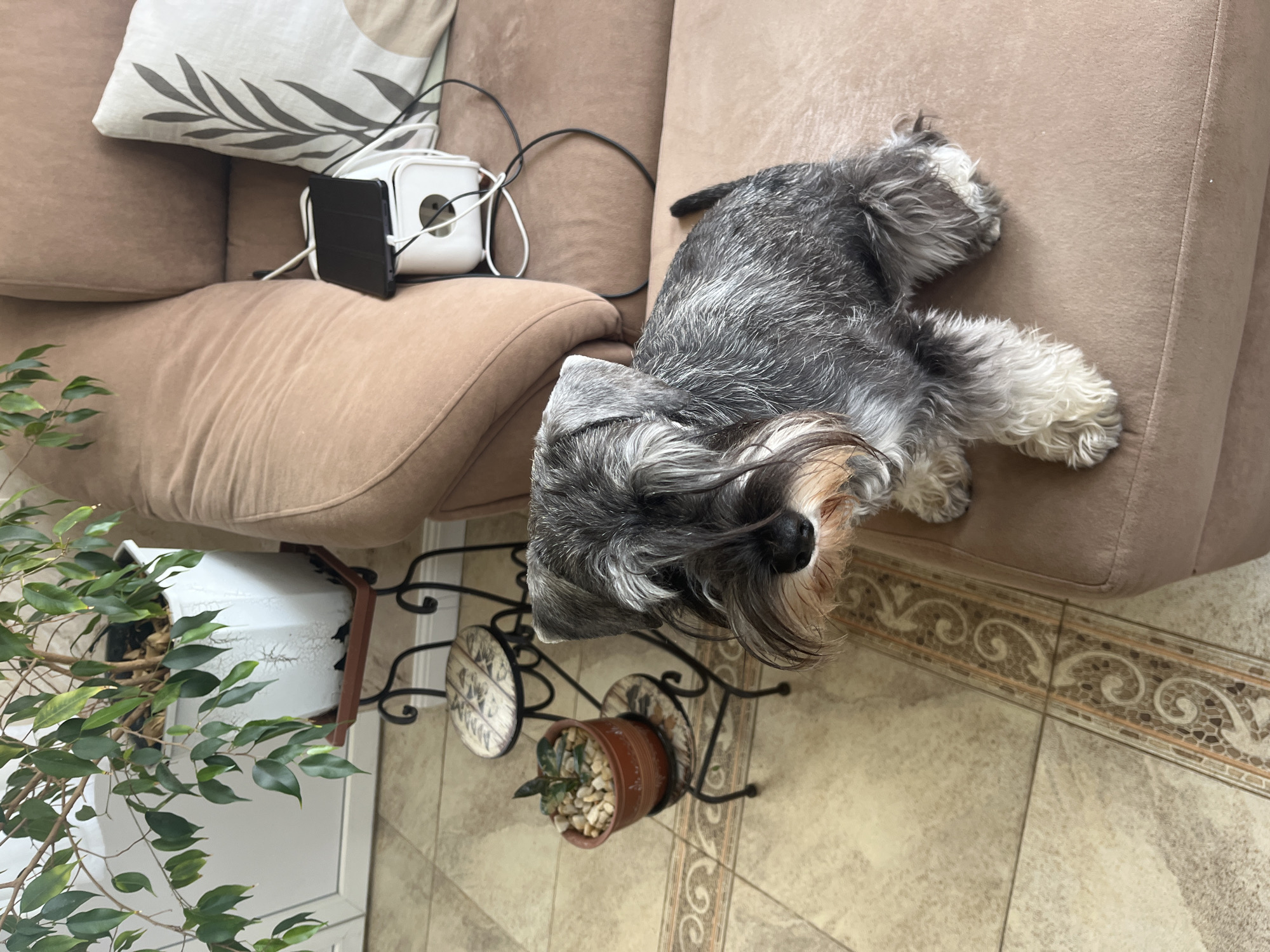 The image depicts an indoor scene, likely a living room. A Miniature Schnauzer dog is positioned on a beige sofa, facing the camera with a slightly downward gaze. To the left of the sofa, a small potted plant sits on a decorative, multi-tiered metal stand. Further left, a larger potted plant with green foliage is visible. Behind the sofa, a white cable management box with several cords and a tablet is placed against the back of the sofa. A decorative pillow with a leaf motif rests on the right side of the sofa. The flooring appears to be tiled. The scene does not provide any information or context related to the city of Vladimirovka, Russia.