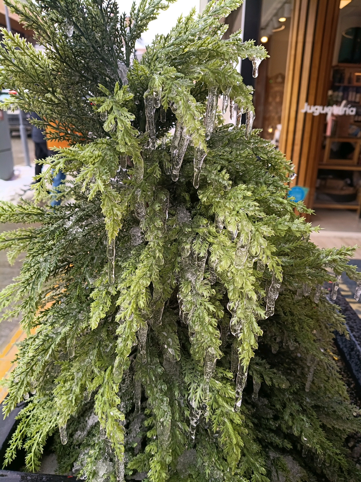 A close-up shot focuses on a green, artificial plant adorned with numerous icicles. The icicles, formed from frozen water, hang from the plant's branches, some appearing as long, slender points, while others are thicker and more bulbous. The plant's leaves are a vibrant green, providing a stark contrast to the transparent ice. In the background, a blurred storefront with wooden paneling and signage that reads "Juguetería" suggests an urban setting. The overall impression is one of cold weather, likely in a city like Ushuaia, Argentina, where such icy formations are common.