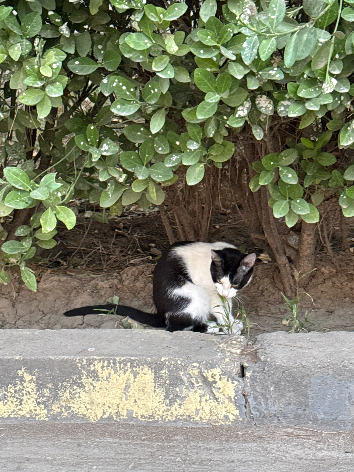 A black and white cat is crouched on the ground next to a concrete curb. The cat is looking down and appears to be nibbling on a blade of grass. Behind the cat is a dense green bush with some white speckles on its leaves. The ground beneath the bush is covered in dry soil and debris. The concrete curb in the foreground has faded yellow markings. The scene appears to be an outdoor urban setting, possibly in Dushanbe, Tajikistan, given the presence of vegetation and urban infrastructure.