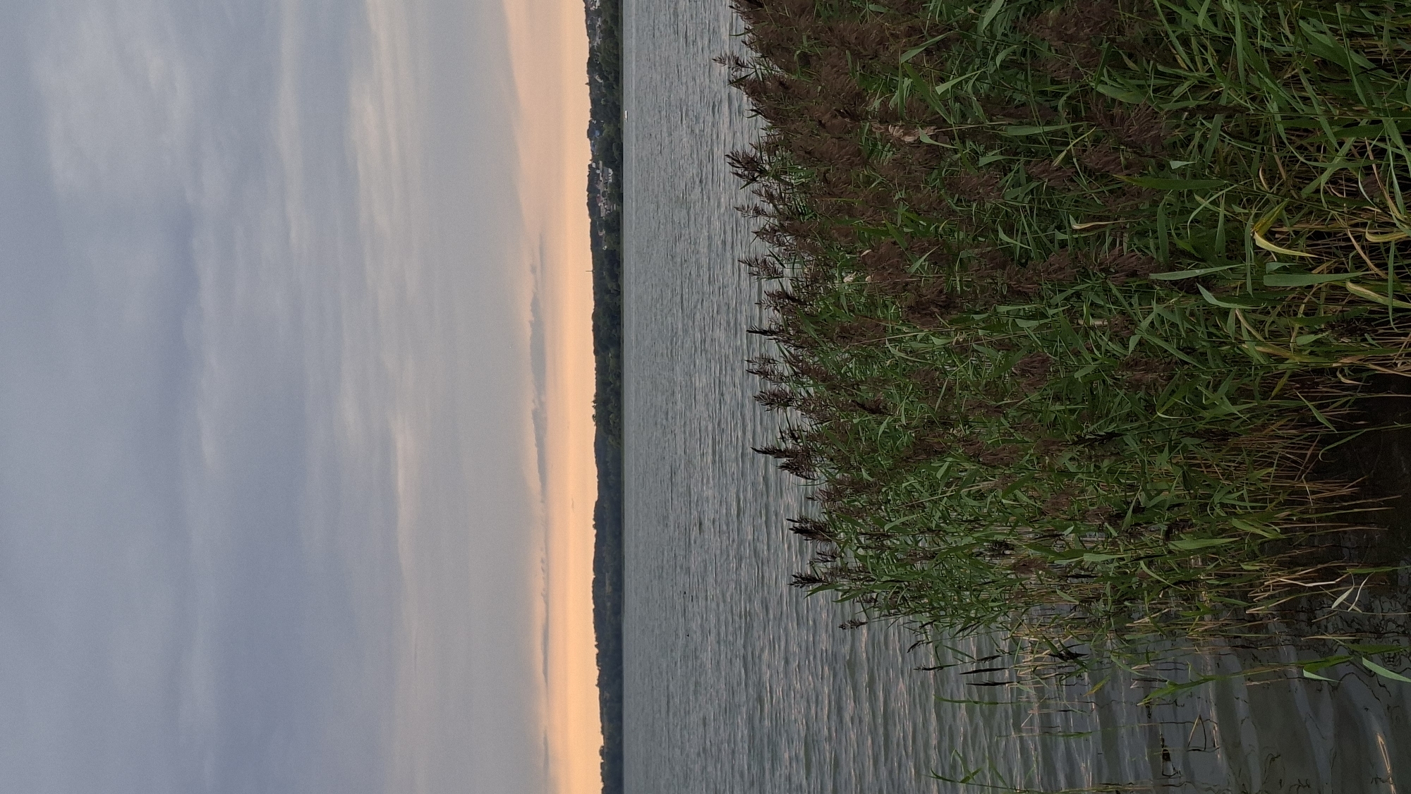 The image depicts a serene natural scene at the edge of a lake, likely in Myadzyel, Belarus. The foreground is dominated by a dense growth of tall reeds and grasses, some of which are brown and feathery, while others are green and lush. These plants emerge from the water, with their lower stalks submerged. The water itself is a muted grey-green, rippled by a gentle breeze. In the distance, across the lake, a tree line forms a dark, natural horizon. Above the trees, a band of soft, peachy-orange light glows beneath a broad expanse of grey, overcast sky with subtle cloud formations. A small settlement with scattered buildings is visible on the far shore, nestled amongst the trees. The overall atmosphere is calm and natural, suggesting an early morning or late evening setting.