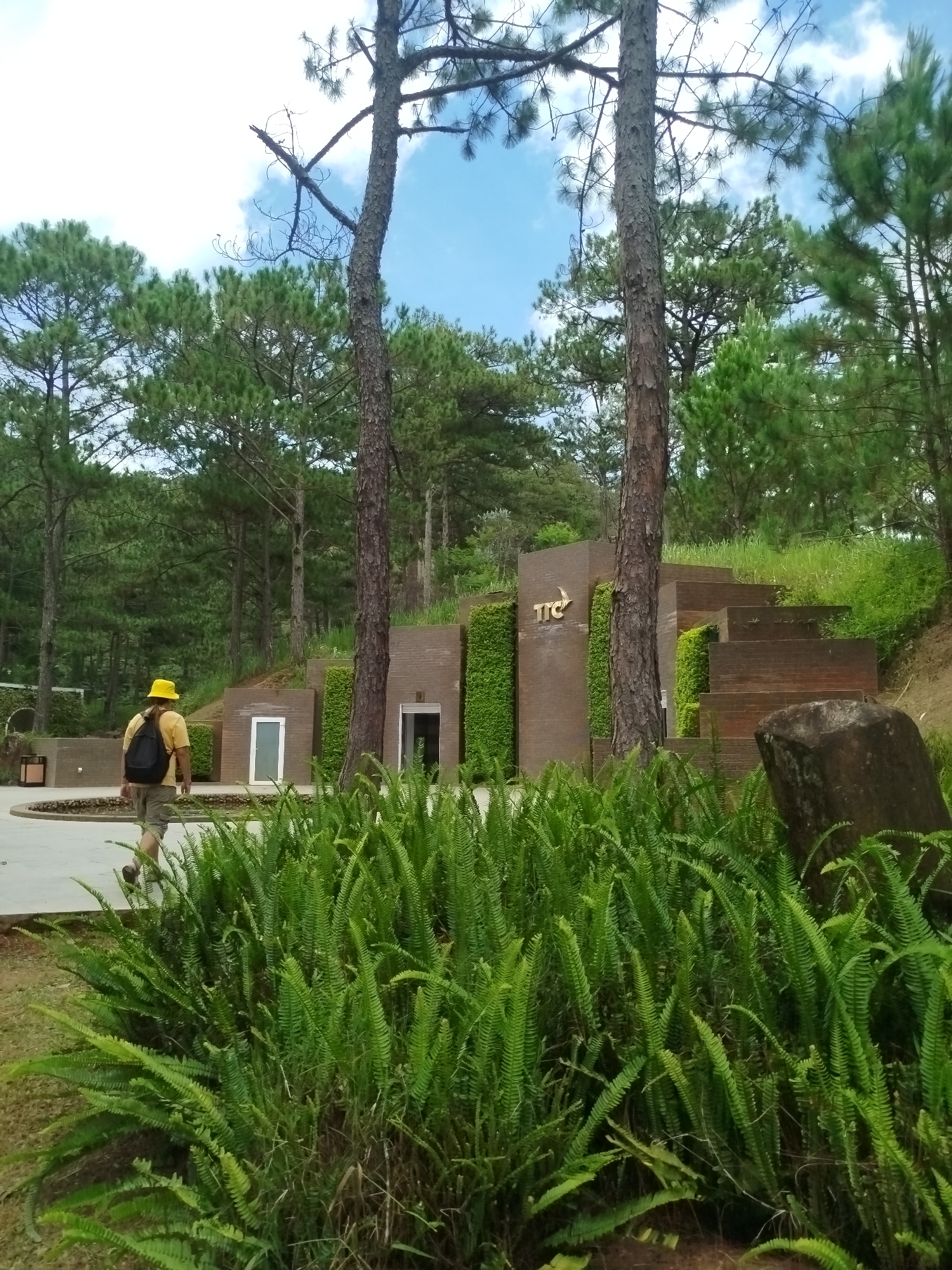 In the city of Lâm Viên - Đà Lạt, Vietnam, a person wearing a yellow hat and a backpack walks on a paved path near a building with a modern, stepped architectural design. The building features brown brickwork and vertical green planters. To the left of the building, a white door is visible. In the foreground, a dense cluster of bright green ferns dominates the lower portion of the image. Pine trees with tall, slender trunks and green canopies are scattered throughout the background, set against a sky with scattered clouds. A large, dark rock sits to the right of the building.