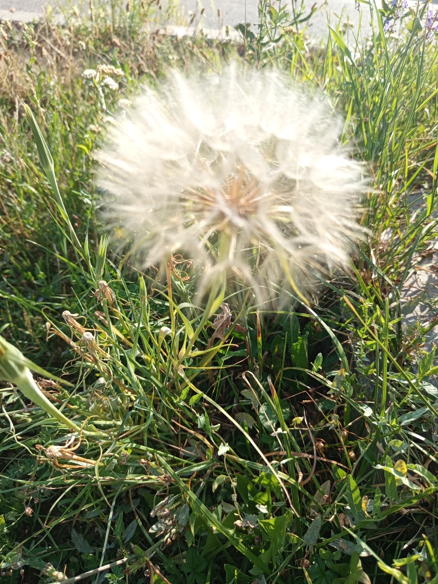 A close-up, eye-level shot captures a large, fluffy dandelion seed head, blurred due to shallow depth of field, positioned centrally in the frame. The dandelion is surrounded by green grass and other vegetation, some of which appears dry and withered. In the background, a blurred pavement or road is visible. The lighting suggests it is daytime, likely a sunny afternoon due to the warm, golden light. There are no people or animals visible. The scene is likely an outdoor, natural or semi-natural area, possibly a park or roadside verge within the city of Brno, Czechia, judging by the presence of both manicured and wild vegetation alongside man-made surfaces.