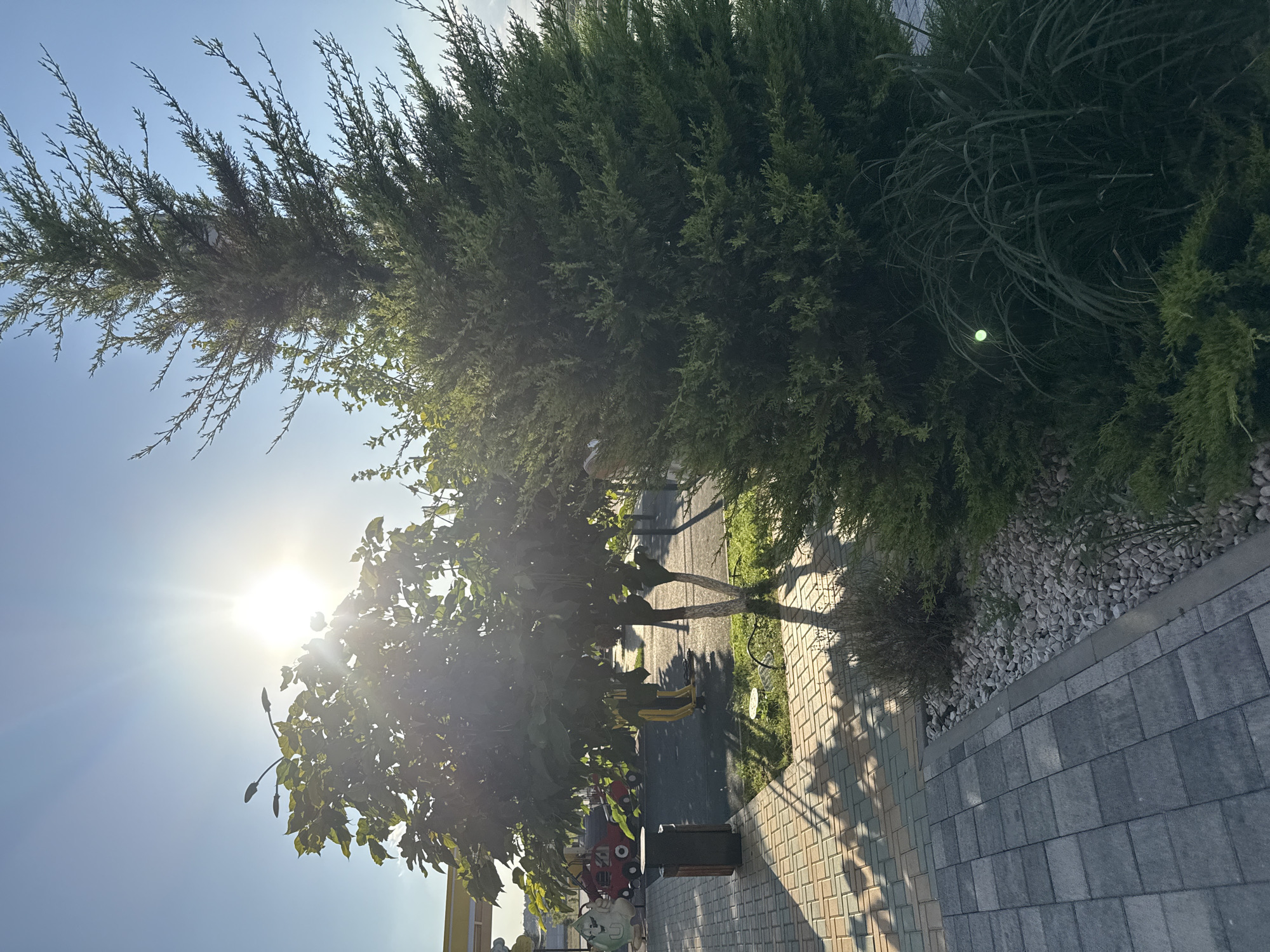 The image depicts a sun-drenched scene in a park or recreational area, likely within the village of Zuyskoye, Ukraine, given the context. A bright sun shines from the upper left, casting long shadows across a paved walkway composed of interlocking gray and beige bricks. In the foreground, a dense evergreen tree with feathery branches dominates the right side of the frame. To the left of the evergreen, a smaller deciduous tree with broad leaves is visible, its white-barked trunk split into two main branches.
Behind the deciduous tree, a playground area is partially visible, featuring a red cartoonish vehicle and a yellow swing set. A dark trash receptacle stands near the walkway. The ground around the trees and playground is covered with grass and white decorative stones. The sky is a clear, pale blue. A small, bright green, circular object is faintly visible within the foliage of the evergreen tree in the lower right portion of the image, possibly a lens flare or a small light source. The overall impression is one of a sunny day in an outdoor public space.