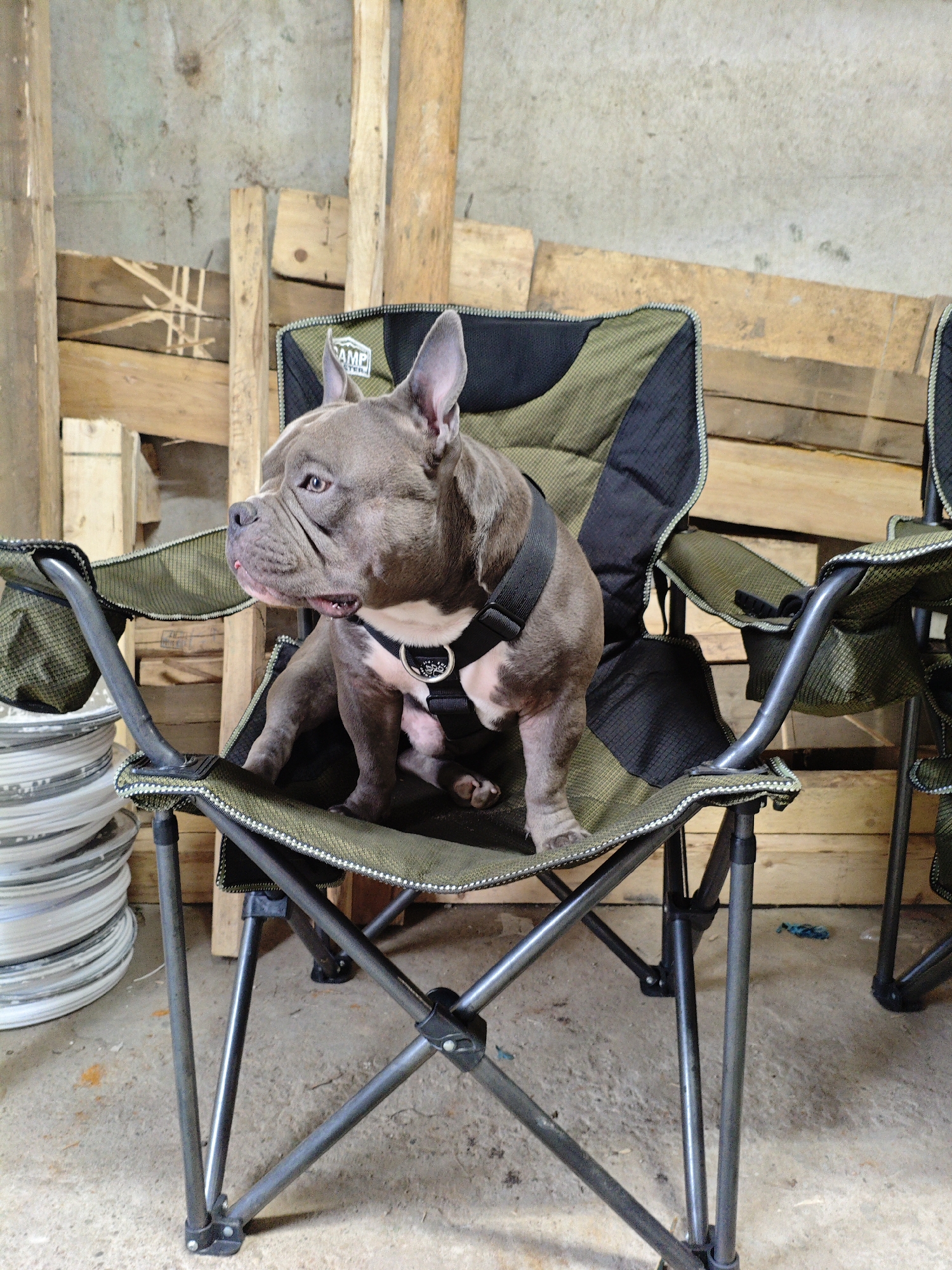 This image features a grey bulldog mix with white markings, wearing a black harness, sitting in a green and black folding camp chair. The dog is positioned in the center of the frame, looking to its left with its mouth slightly open, revealing a bit of its tongue. The dog appears calm and alert.
The setting appears to be an outdoor or semi-outdoor area, possibly a shed or workshop, with a concrete floor and a wall made of stacked wooden planks in the background. There are also some rough wooden beams and pallets visible. To the left of the chair, a stack of white and grey circular objects, possibly plates or frisbees, is piled high. Another similar camp chair is partially visible on the right side of the frame. The lighting suggests it might be daytime, but there are no strong indications of weather conditions. The overall atmosphere is casual and perhaps a bit rustic. The logo "CAMP" is visible on the backrest of the chair the dog is sitting in.