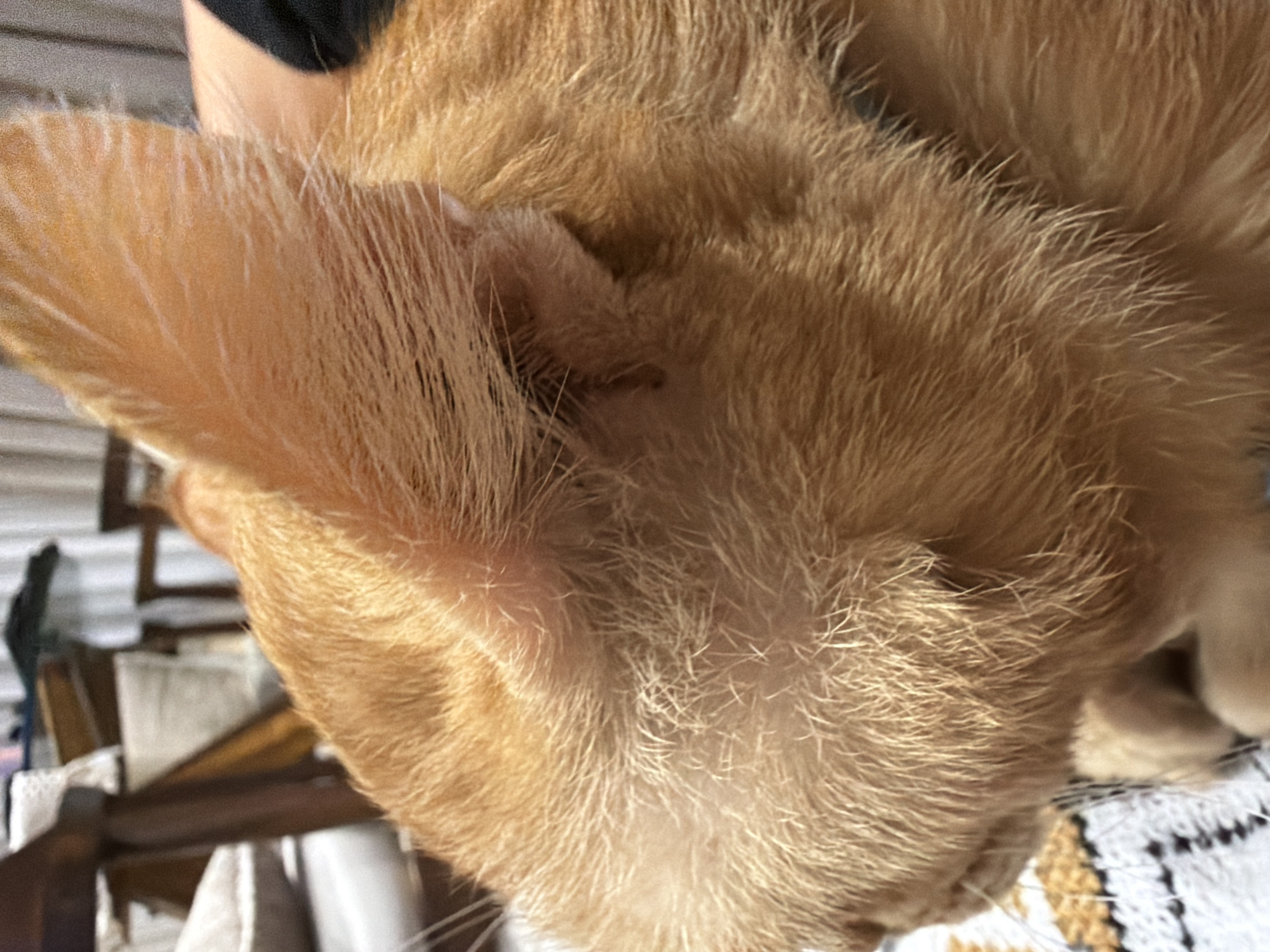 The image shows a close-up of an orange cat's head, with a focus on its left ear. The cat is lying down, with its head resting on a surface covered with a white and brown patterned cloth. The cat's fur is short and dense. The ear is pointed, with fine hairs growing on the inner surface. The background is blurred, but includes parts of a wooden chair and what appears to be a room with various objects. The location and city are unknown.