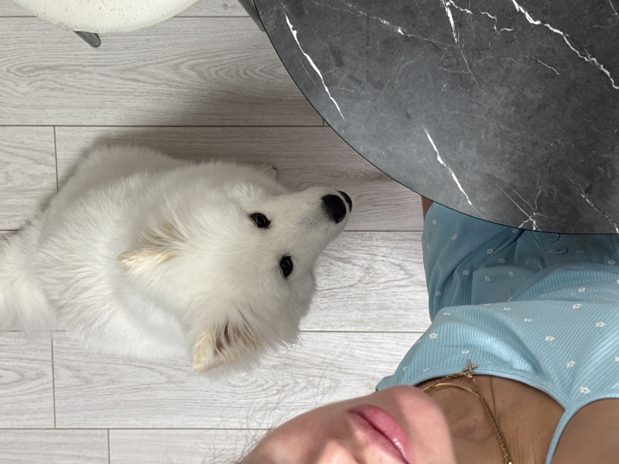 A first-person perspective overhead shot shows a white Samoyed dog lying on a light-colored wooden floor. The dog's head is tilted upwards toward the camera. A circular, black marble-patterned table occupies the upper right portion of the image. A woman's face and blue, floral-patterned top are visible in the lower right. A white chair leg is visible in the upper left. The location is potentially Chaikovsky, Russia.