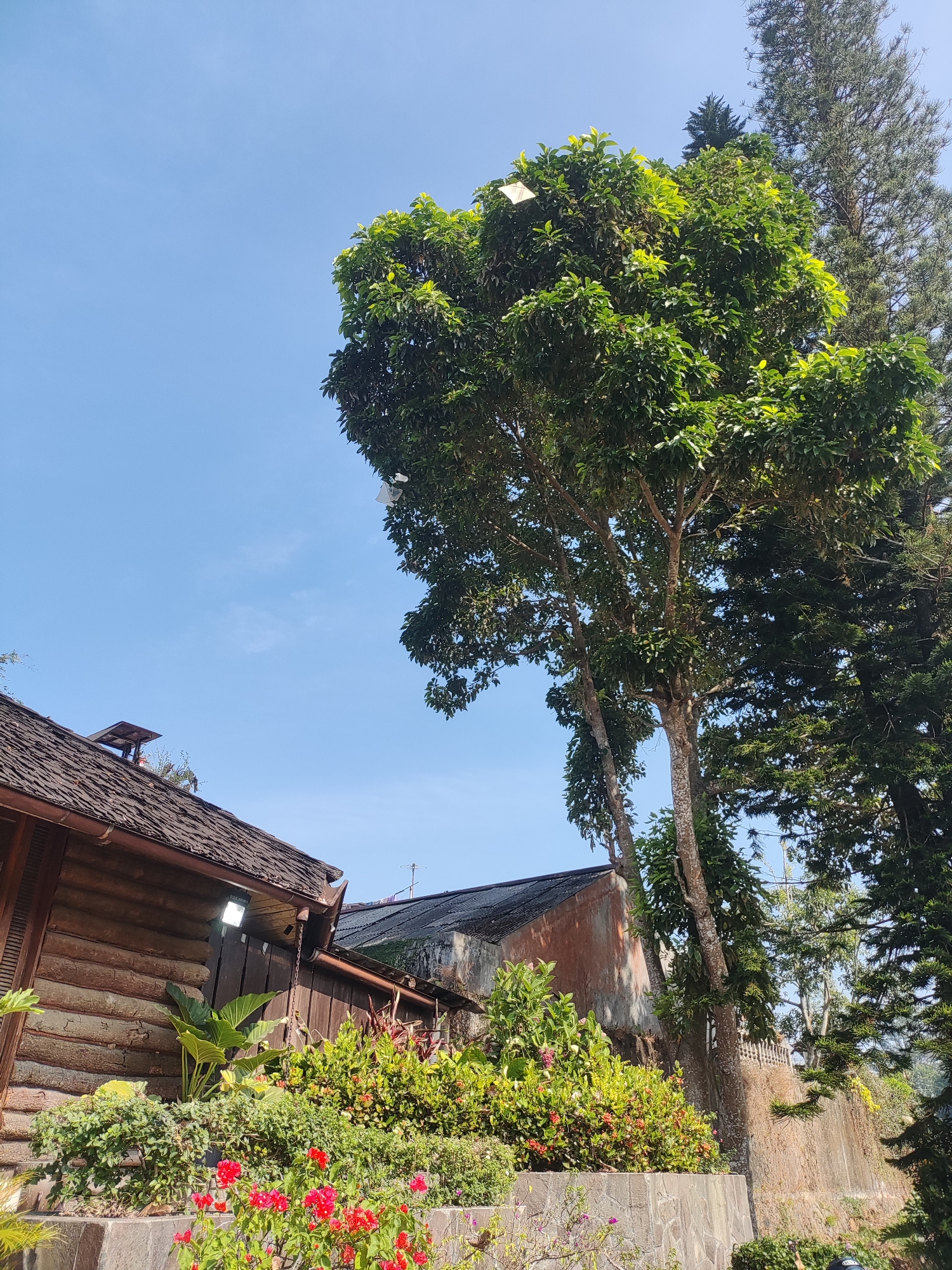 In Cisarua, Indonesia, a daytime scene unfolds under a clear blue sky, dominated by a tall, leafy tree. The tree, with its textured bark and verdant foliage, stands prominently in the frame, with several small white objects scattered among its leaves. To the left, a rustic wooden building with a shingled roof is partially visible. In front of this structure, a lush garden thrives, featuring vibrant red flowers and various green plants. Behind the garden and to the right, a stone wall leads to another building with a dark, sloped roof. Further in the background, a tall pine tree with dense needles provides a contrasting texture to the scene. The overall impression is one of a peaceful, outdoor setting within a residential or resort area.
