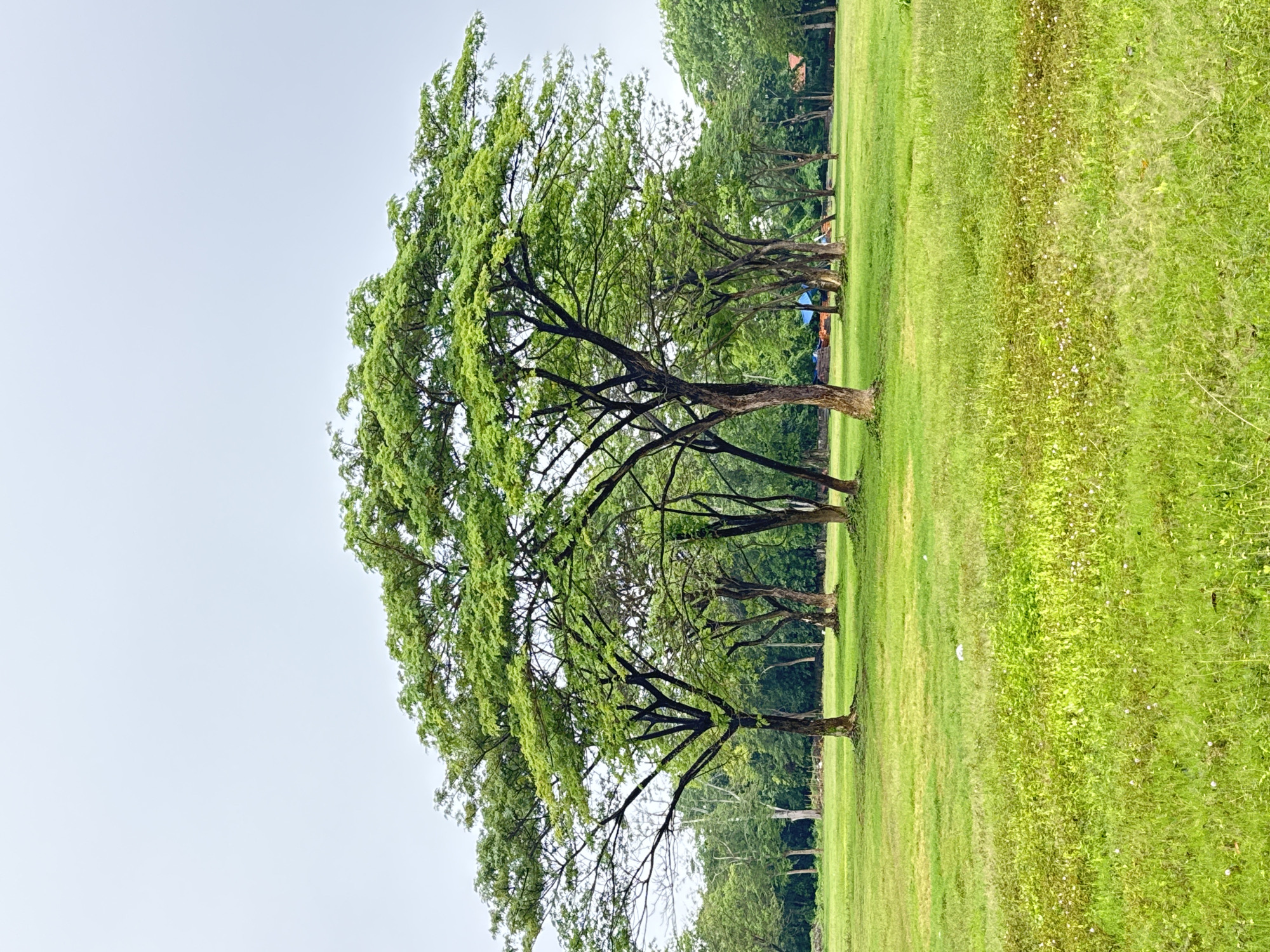 This image displays a tranquil outdoor landscape, likely a park or an expansive green field, situated in Kuta Selatan, Indonesia. The scene is dominated by a vast expanse of vibrant green grass under an overcast sky.
Several mature trees with full, verdant canopies and dark, sturdy trunks are prominently featured, stretching across the middle ground and receding into the background. These trees appear to form a natural line or grove, their branches spreading wide and covered with lush green leaves. The grass underfoot is a rich, healthy green, with some areas appearing more manicured while others, particularly towards the right side of the frame, show natural growth with small white wildflowers interspersed.
The sky above is a uniform light grey, indicative of an overcast day. This diffused lighting prevents harsh shadows and contributes to the soft, serene atmosphere of the scene. In the distance, partially obscured by the trees and further greenery, faint outlines of what might be small structures or tents, some with blue or brown tarps, can be discerned, suggesting facilities or temporary shelters within the wider area.
There are no people or specific activities depicted, lending a sense of calm and natural beauty to the environment. The overall impression is one of peacefulness and natural abundance, characteristic of a tropical green space on a cloudy day. No text is visible in the image.