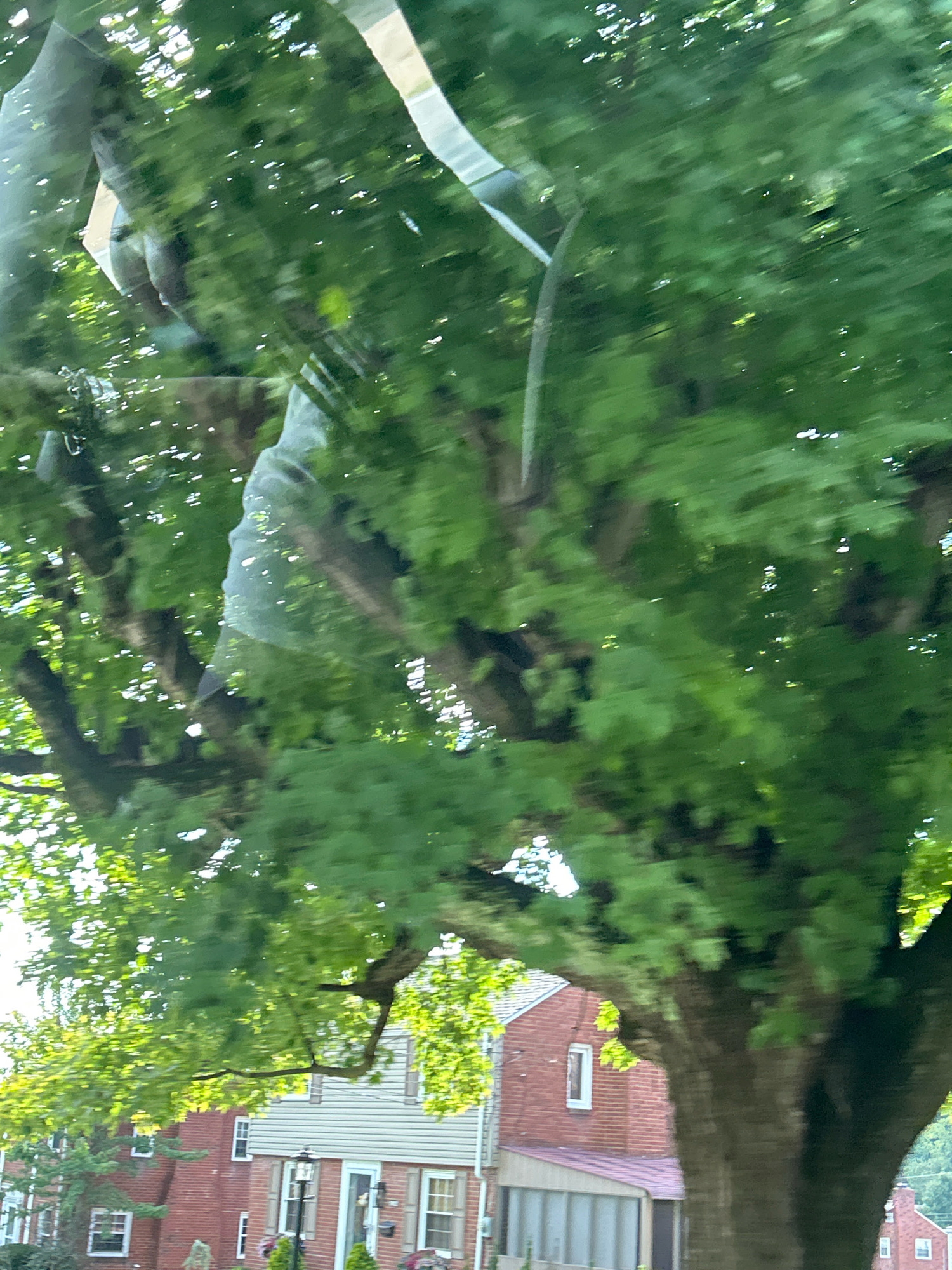 The image, taken from a moving vehicle likely on a tree-lined street in a residential area of Pittsburgh, Pennsylvania, USA, captures a blurred view of houses through lush green foliage. The houses appear to be brick structures with light-colored siding and multiple windows. A large tree with dark bark and dense green leaves dominates the foreground and midground, obscuring much of the view of the residences. The motion blur suggests a dynamic perspective, as if the photograph was taken while driving past the scene. The sunlight filters through the leaves, creating dappled patterns of light and shadow.