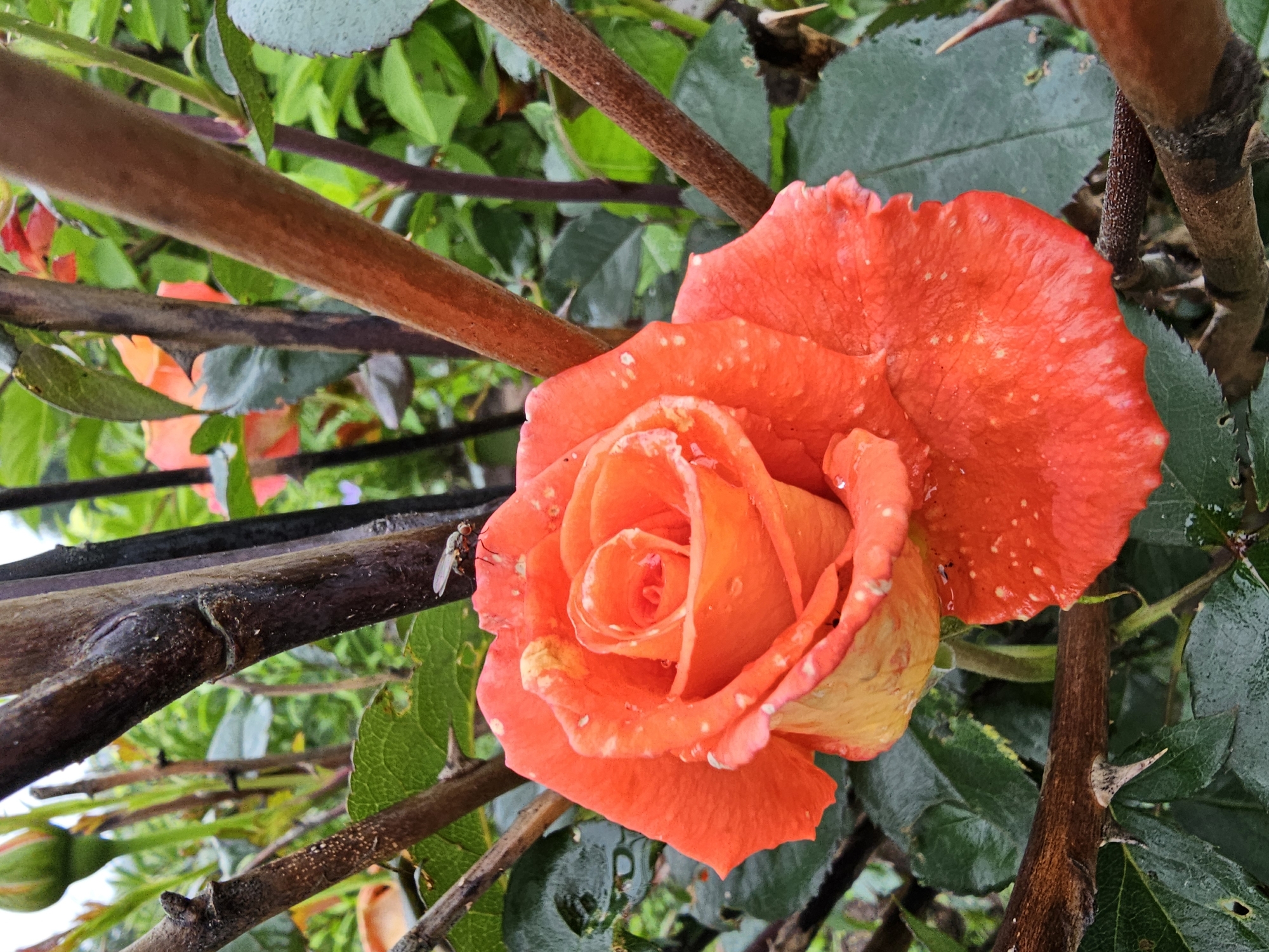 A close-up, eye-level shot captures an open orange rose in a garden. The rose, glistening with water droplets, is partially obscured by several thorny rose branches. A small fly is perched on one of the petals. The background consists of green foliage and other rose bushes. There are no people present. The scene is set in the city of Kalinovka, Russia.