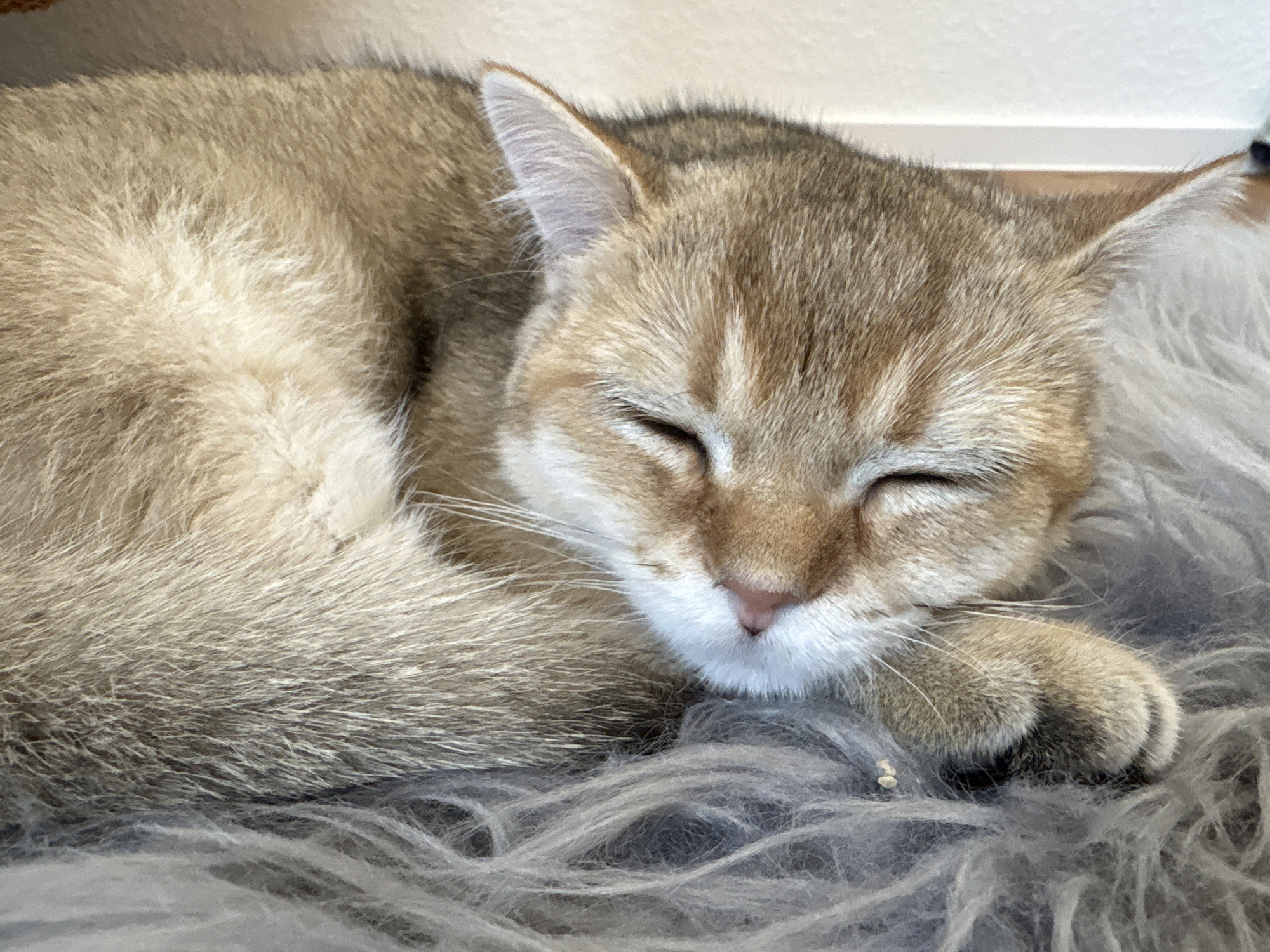 A close-up, eye-level shot shows a golden-brown cat sleeping on a gray fluffy rug. The cat is curled up, with its head resting on its paws. Its eyes are closed, and its breathing is gentle. The fur is soft and fine, with darker stripes on its head and back. The background is a plain white wall, with a thin horizontal white line across it. The overall impression is one of peace and tranquility. The image does not provide any information about the location in the city of Bönnigheim, Germany.