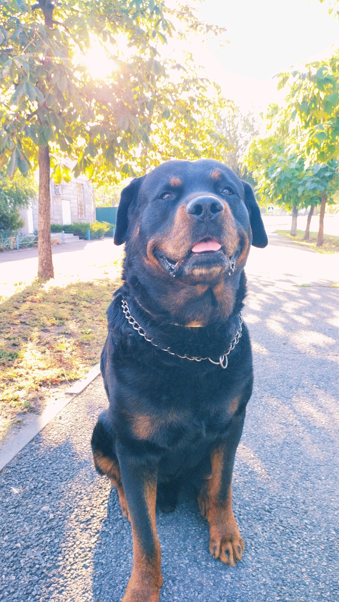 A Rottweiler dog is sitting on an asphalt surface in front of a tree and grass area. The dog is looking up and to the right with its mouth open and tongue slightly out. It is wearing a silver chain collar. Sunlight is filtering through the leaves of the trees, creating a dappled effect on the ground and the dog. In the background, there is a street with more trees lining it and a building visible in the distance. The overall setting appears to be a park or residential area within the city of Horishni Plavni, Ukraine.