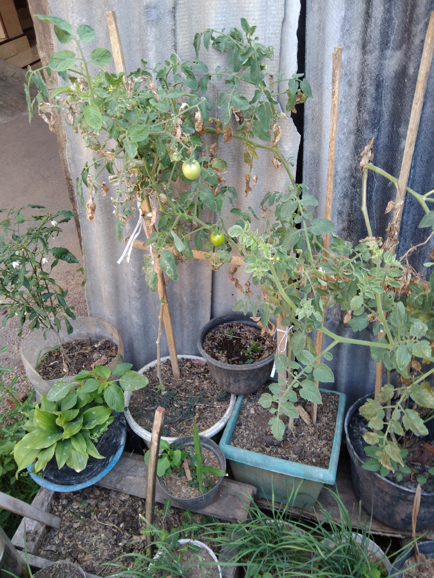 The image depicts an outdoor scene in what appears to be a backyard or garden area. The primary subjects are several potted plants, including what look like tomato plants with green tomatoes, and other leafy green plants. The plants are in various containers, some made of plastic and others are black pots. The plants are arranged near a corrugated wall, possibly made of asbestos or similar material, which serves as a backdrop. Wooden stakes are used to support some of the taller plants. The ground is covered with soil, mulch, and some scattered debris. The lighting suggests it is daytime. There are no people visible in the image. The overall impression is one of a home garden setup.