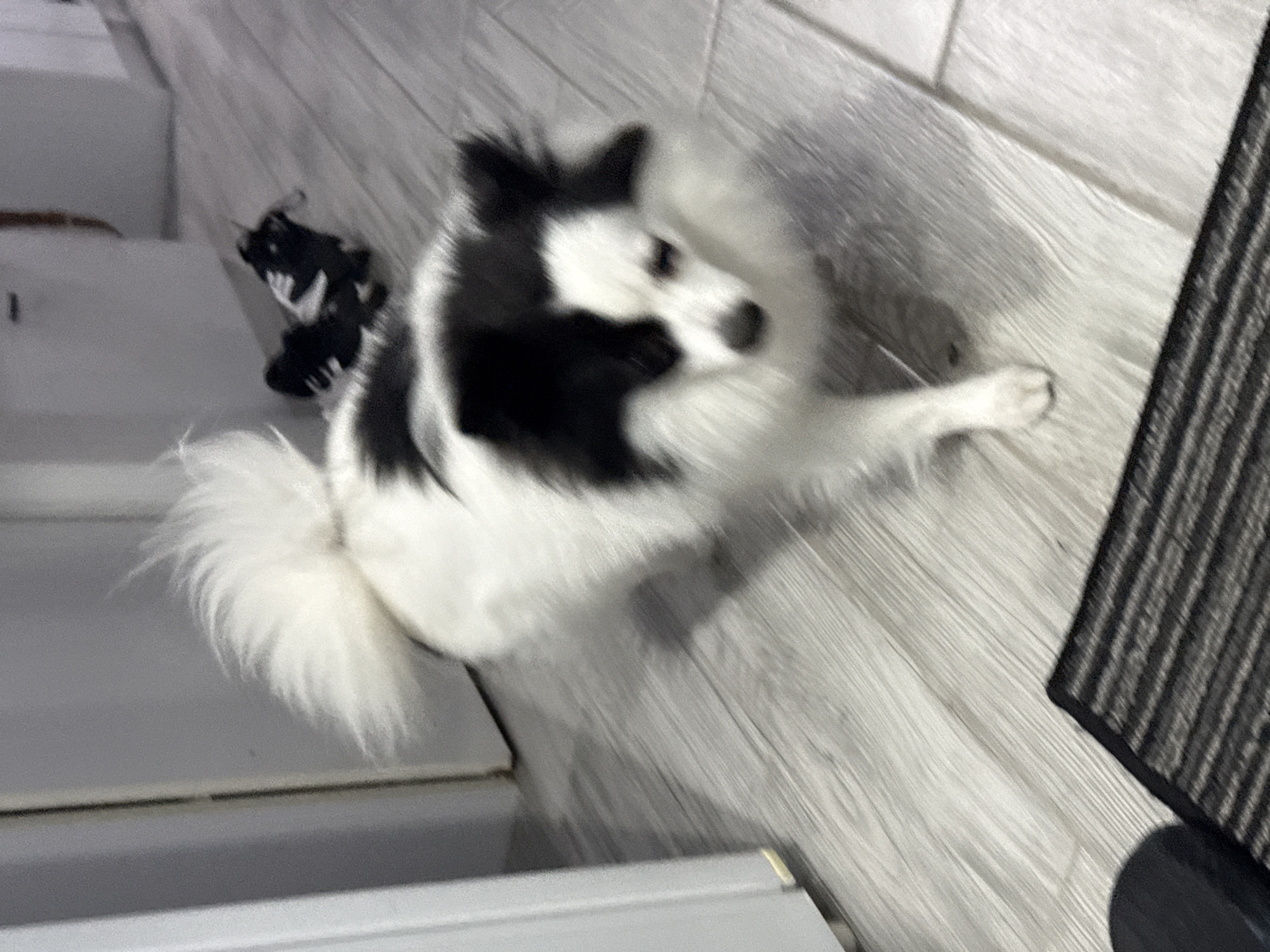 A blurry, high-angle shot depicts a small, long-haired black and white dog standing on a light grey wooden floor. The dog is turned toward the camera, with its head tilted upwards. There is a black and white object (possibly shoes) on the left side of the frame, near what appears to be a white piece of furniture. Part of a dark grey textured object is visible on the right side. The location in Stara Zagora, Bulgaria is not determined from the photograph.