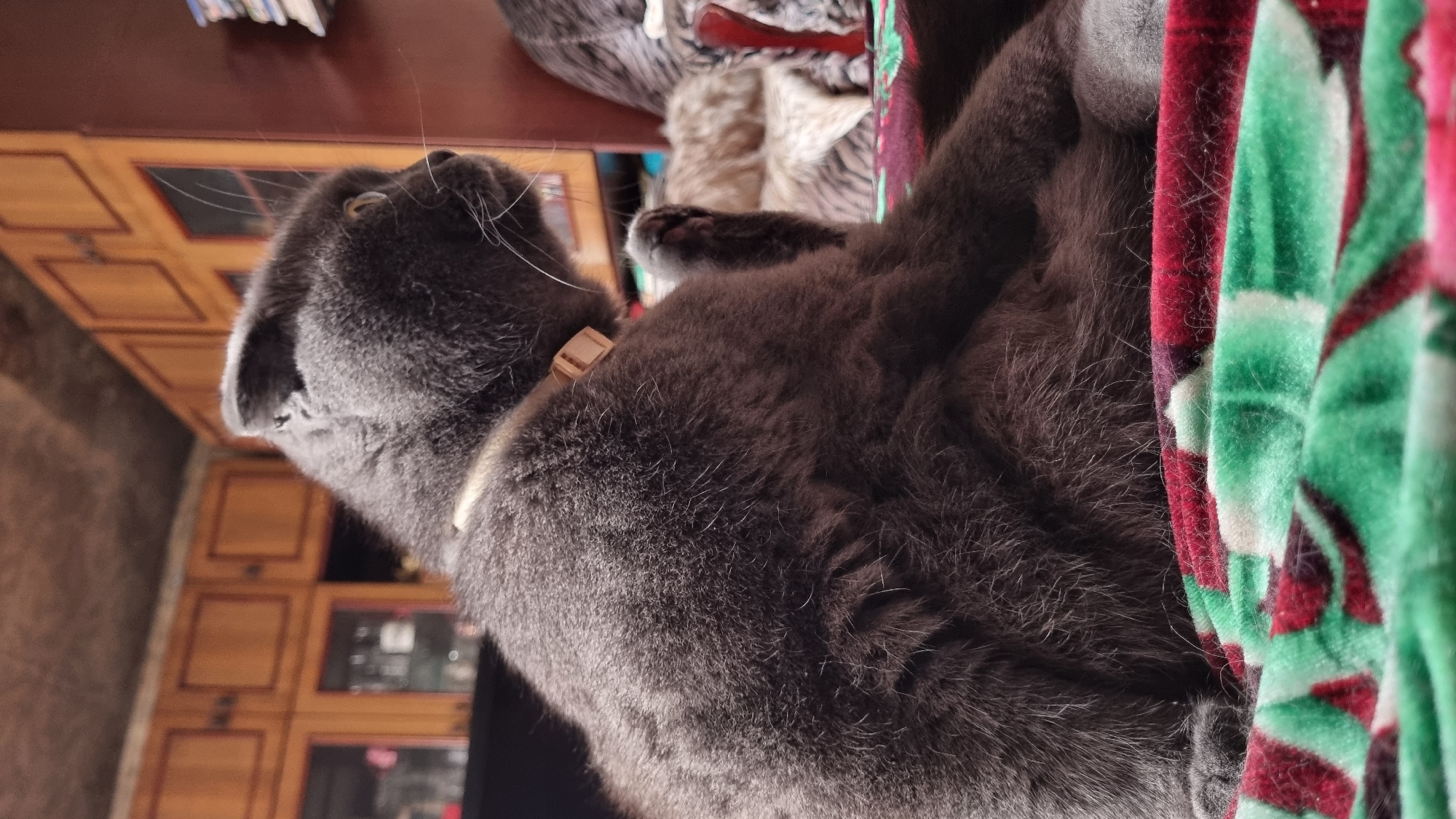 A fluffy, dark gray cat with folded ears is the central subject of this indoor photograph. The cat is positioned on its hindquarters, facing to the right of the frame. Its right paw is raised to its face, as if scratching or grooming. The cat wears a simple, light-colored collar. The background reveals a domestic setting with wooden cabinets, suggesting a room in a house. The cat is resting on a soft blanket with a repeating pattern of green and red floral-like designs. The overall lighting suggests it is daytime, with some natural light casting shadows. This scene is depicted indoors, within a residential environment, likely in Vysokoe, Russia.