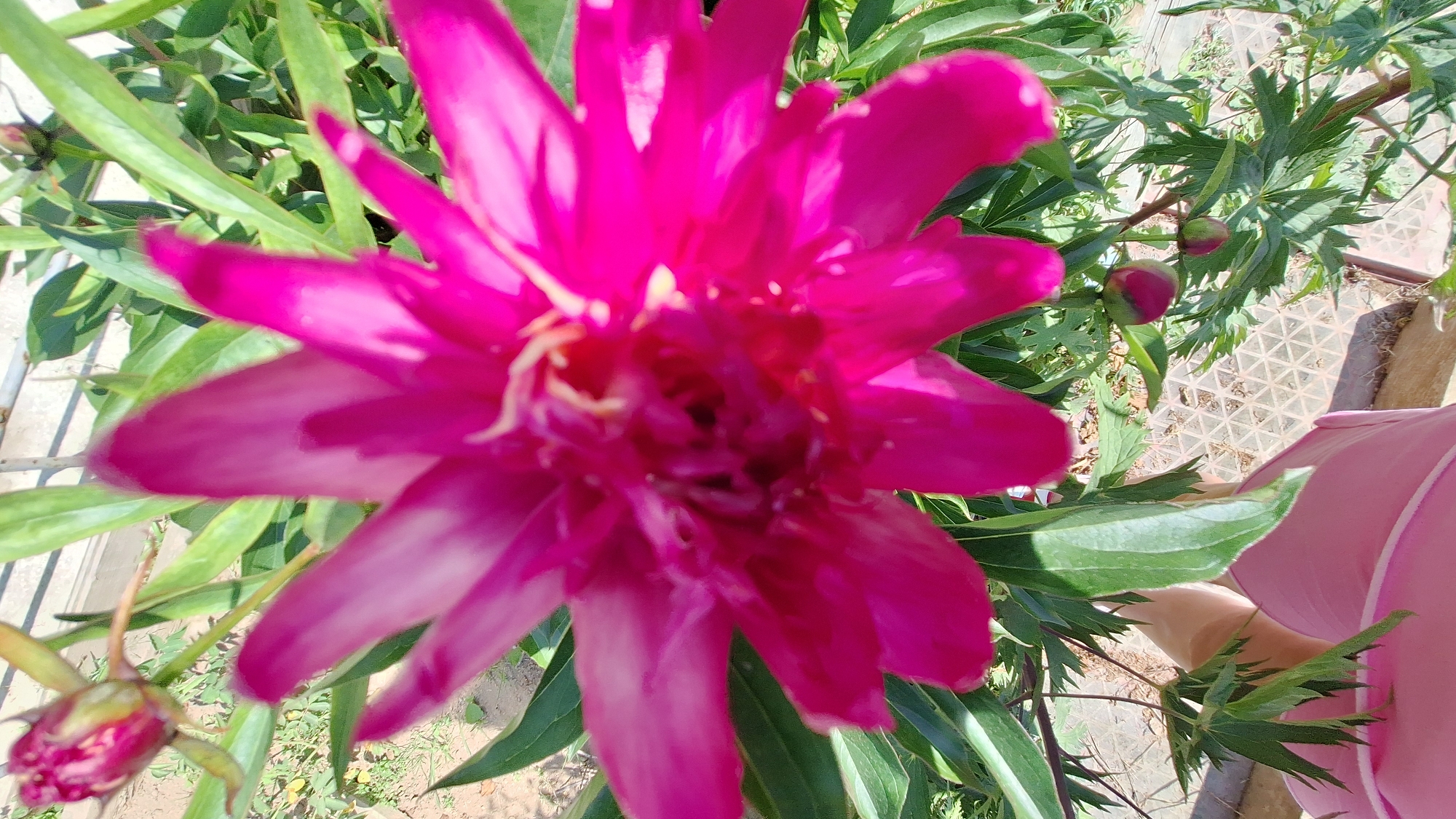 A vibrant, deep pink peony flower is the central focus of this close-up, outdoor photograph. The flower is in full bloom, with its numerous petals unfurling outwards. Some petals show a lighter pink or white hue towards their tips, and hints of yellow stamens are visible in the center. The flower is surrounded by lush green foliage, characteristic of a garden setting. In the background, hints of a fence and a paved surface with a diamond pattern suggest an urban or suburban environment. The image is oriented vertically, with the flower dominating the frame. The bottom portion of the image shows a glimpse of a person wearing a pink garment, possibly a dress or shirt, with their legs partially visible. Two peony buds, one partially open and showing deep pink, are also present on stalks amidst the leaves. The scene appears to be well-lit by natural sunlight. The location is identified as Nogliki, Russia.