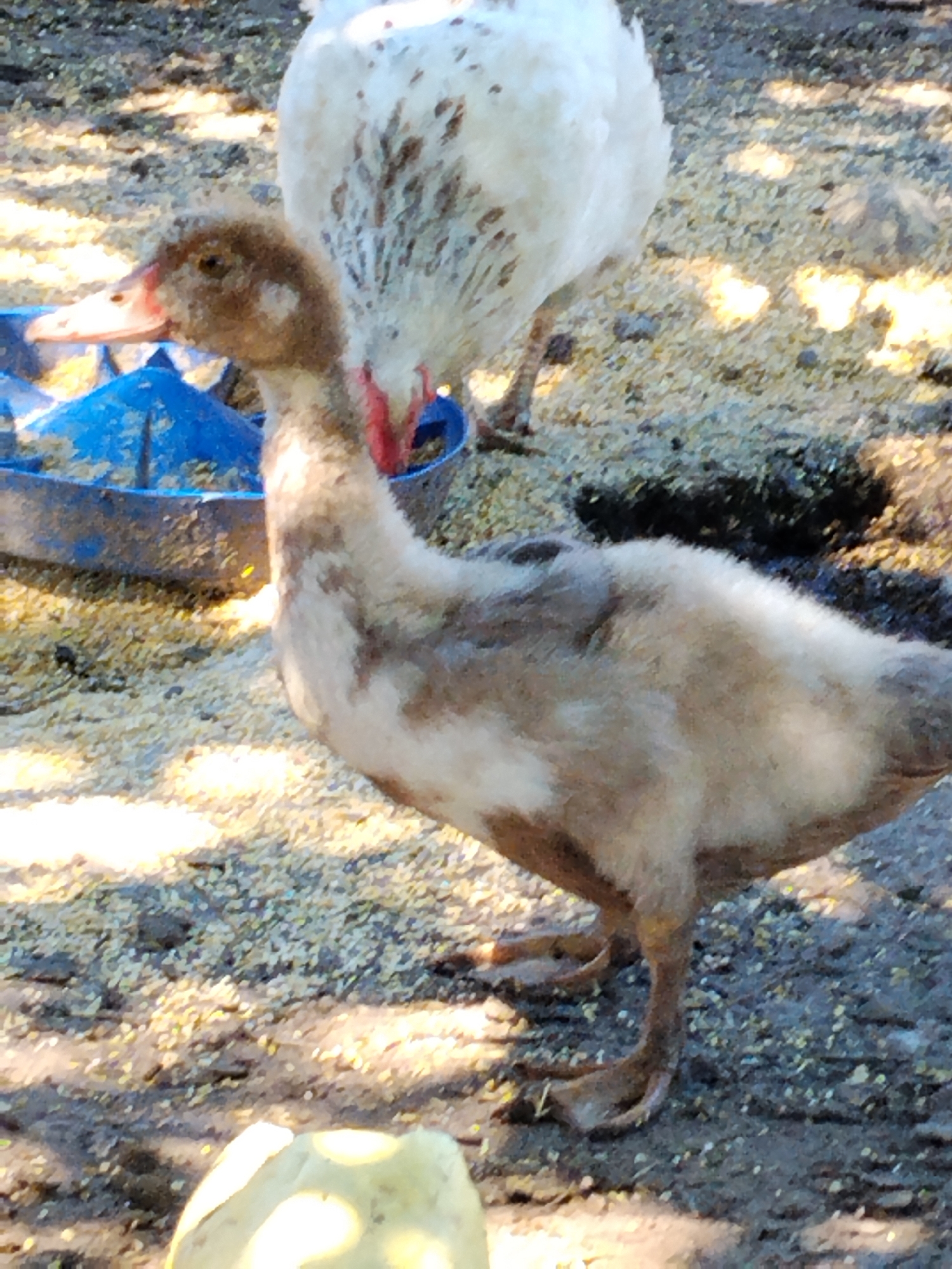 A juvenile duck with mottled brown and white feathers stands in the foreground, facing left, with its beak near a blue feeder. Behind it, a larger white duck with brown speckles is partially visible. The ground is covered in dirt and scattered feed. The scene appears to be outdoors, possibly in a rural or farm setting. The location is Ustyvytsia, Ukraine.