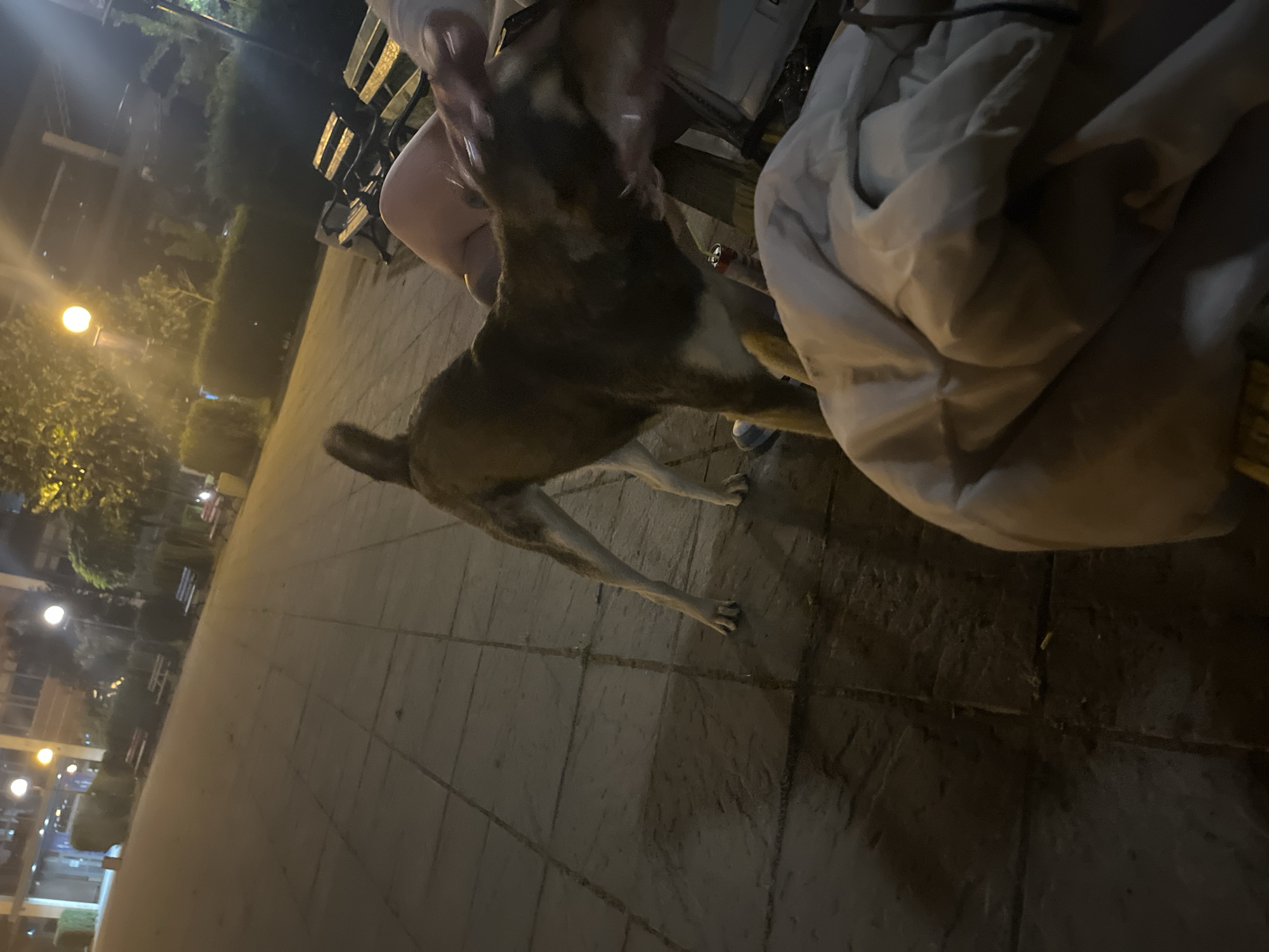 At night in an unidentified city, a brindle-patterned dog stands on a brick-paved walkway. The dog is interacting with an individual seated on a park bench. A light-colored coat or blanket is draped over the individual. Streetlights illuminate the scene.
