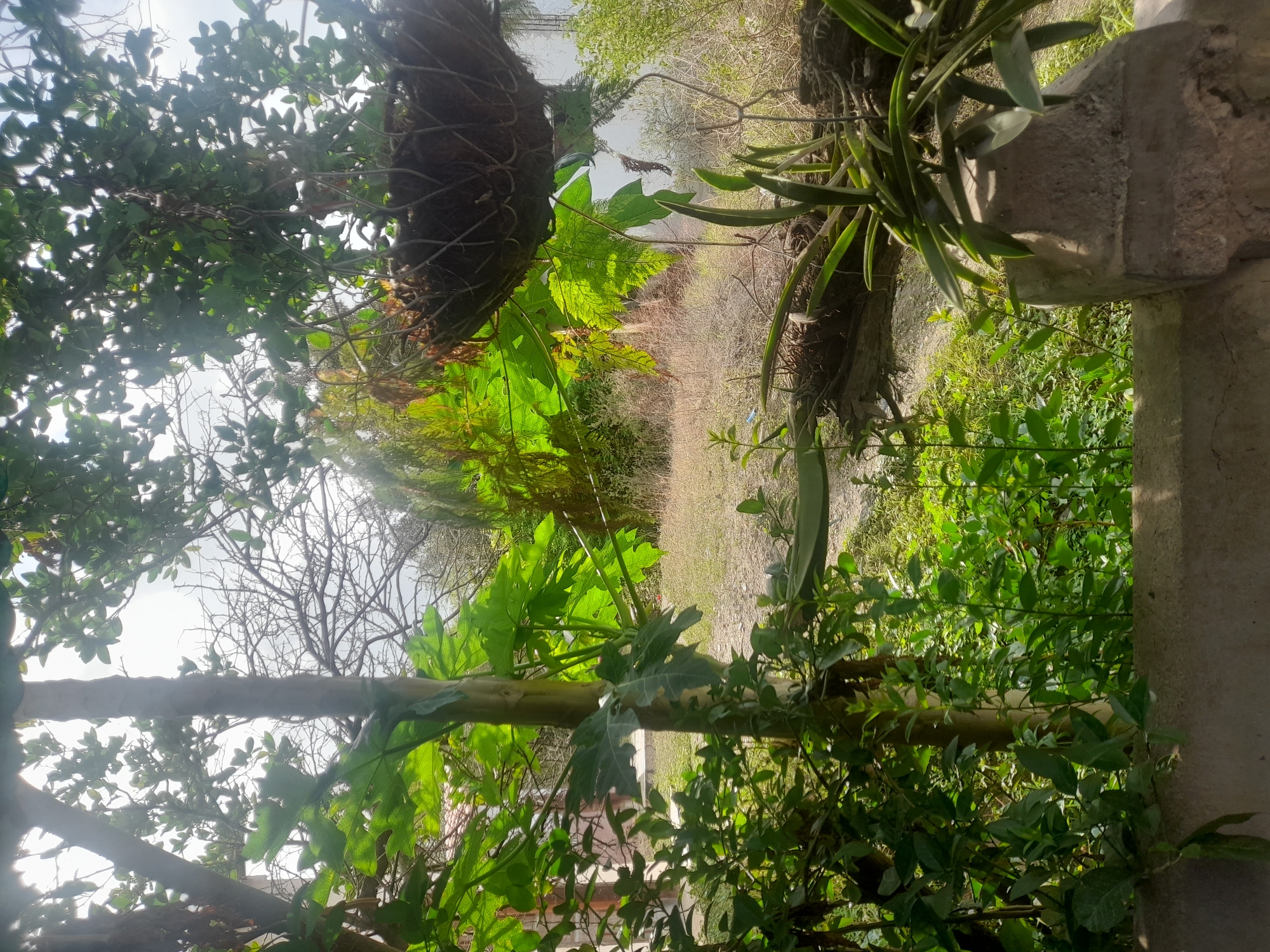The image depicts a sunlit outdoor scene, likely in Santa Ana, Venezuela, with lush greenery dominating the foreground and midground. A thick, light-brown tree trunk stands prominently to the left, adorned with large, deeply lobed green leaves, possibly from a papaya plant. To the right of the trunk, a wire basket filled with dark, organic material hangs from unseen branches, suspended above the foliage.
The background reveals a more arid landscape with dry grasses and scattered branches, suggesting a less cultivated area. Sunlight filters through the canopy, creating bright highlights and dappled shadows across the scene. A concrete structure, possibly a wall or planter, is visible in the lower right corner, supporting a cluster of long, slender green leaves, likely part of an orchid or similar plant. The overall impression is one of a vibrant, natural environment in a warm climate. No people or animals are visible in the image.