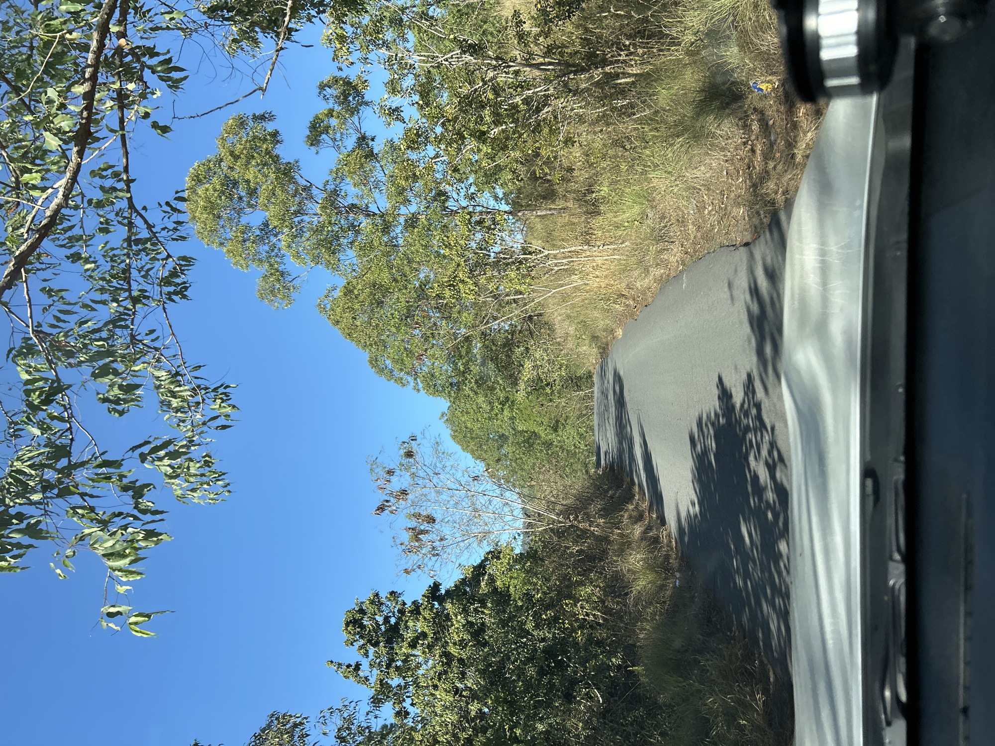 The image depicts a rural road winding through a lush, green landscape under a clear blue sky. Tall trees with dense foliage line both sides of the asphalt road, with dry grasses and undergrowth growing along the edges. Sunlight casts dappled shadows from the trees onto the road, suggesting it is daytime. The road curves to the left, disappearing into the distance. In the foreground, the top edge of a car's dashboard and windshield are visible, indicating the photo was taken from inside a vehicle. A small, colorful object, possibly litter, is visible on the right side of the road. The scene suggests a remote, natural environment, consistent with the outskirts or rural areas surrounding Kintamani, Bali, Indonesia, known for its volcanic landscapes and agricultural terraces.