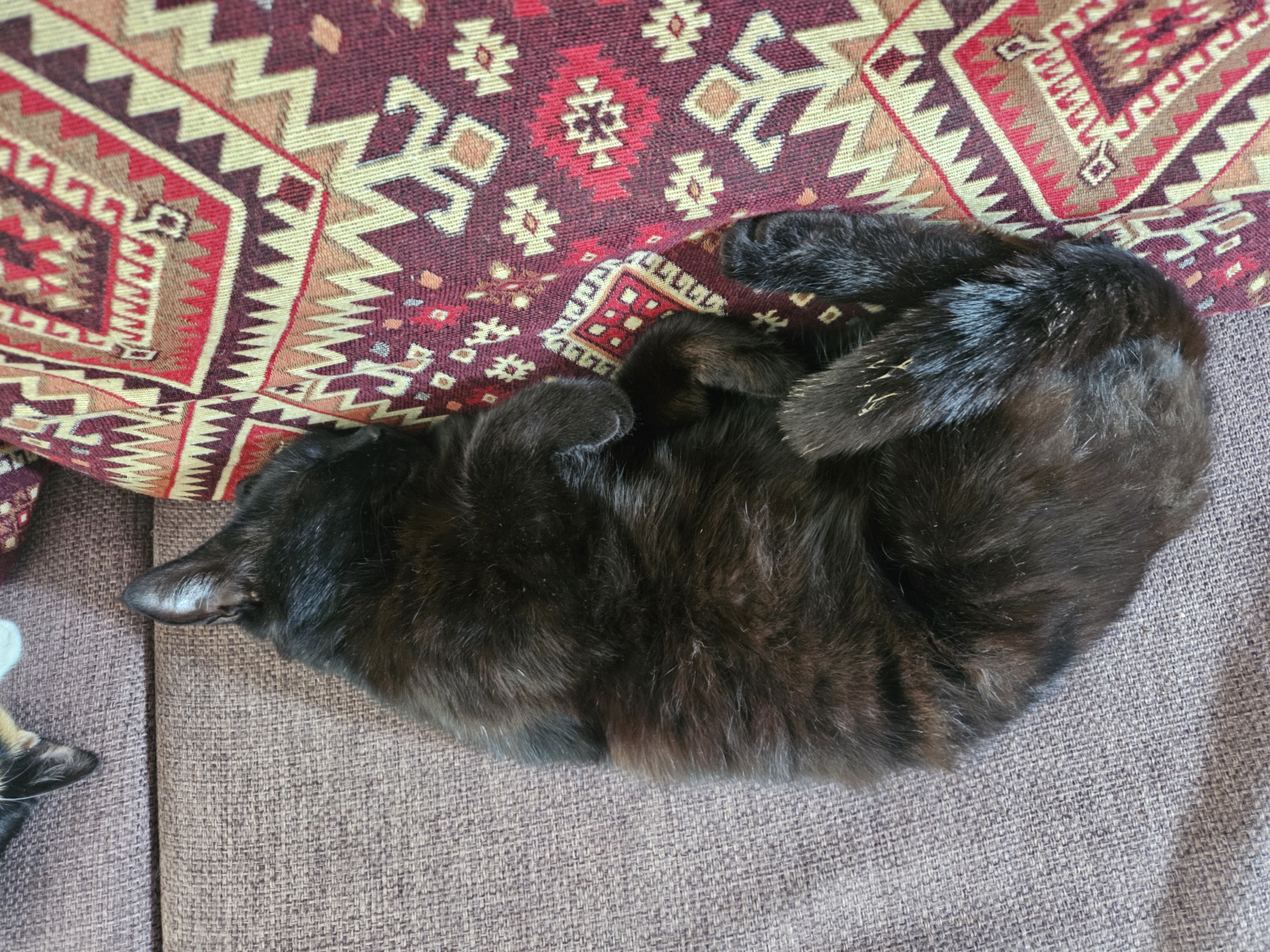 A black cat is curled up on a brown sofa next to a patterned pillow. The cat is the primary subject, while the sofa and pillow provide context to its surroundings. The image does not provide enough information to confirm it was taken in Sochi, Russia.