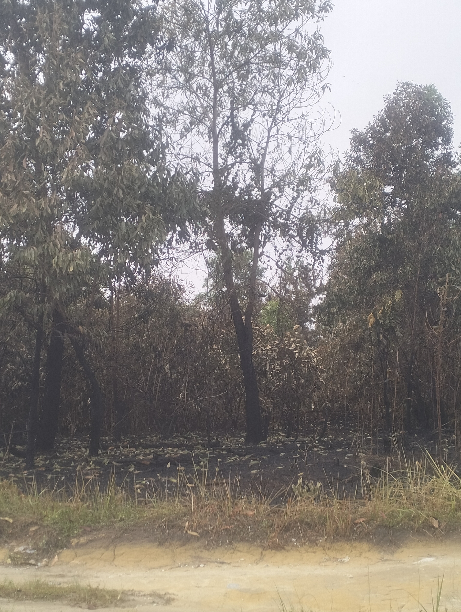 This image depicts a forest area in Air Jamban, Indonesia, likely after a fire. The foreground features a dirt path with some sparse green grass growing along its edge. Beyond the path, the ground is covered with dark, burnt debris and dry leaves, indicative of a fire's aftermath. A dense collection of trees and undergrowth rises behind this burnt area. Some trees are still standing with foliage, while others appear bare or damaged. The sky is overcast and a light gray. There are no people or animals visible in the scene.