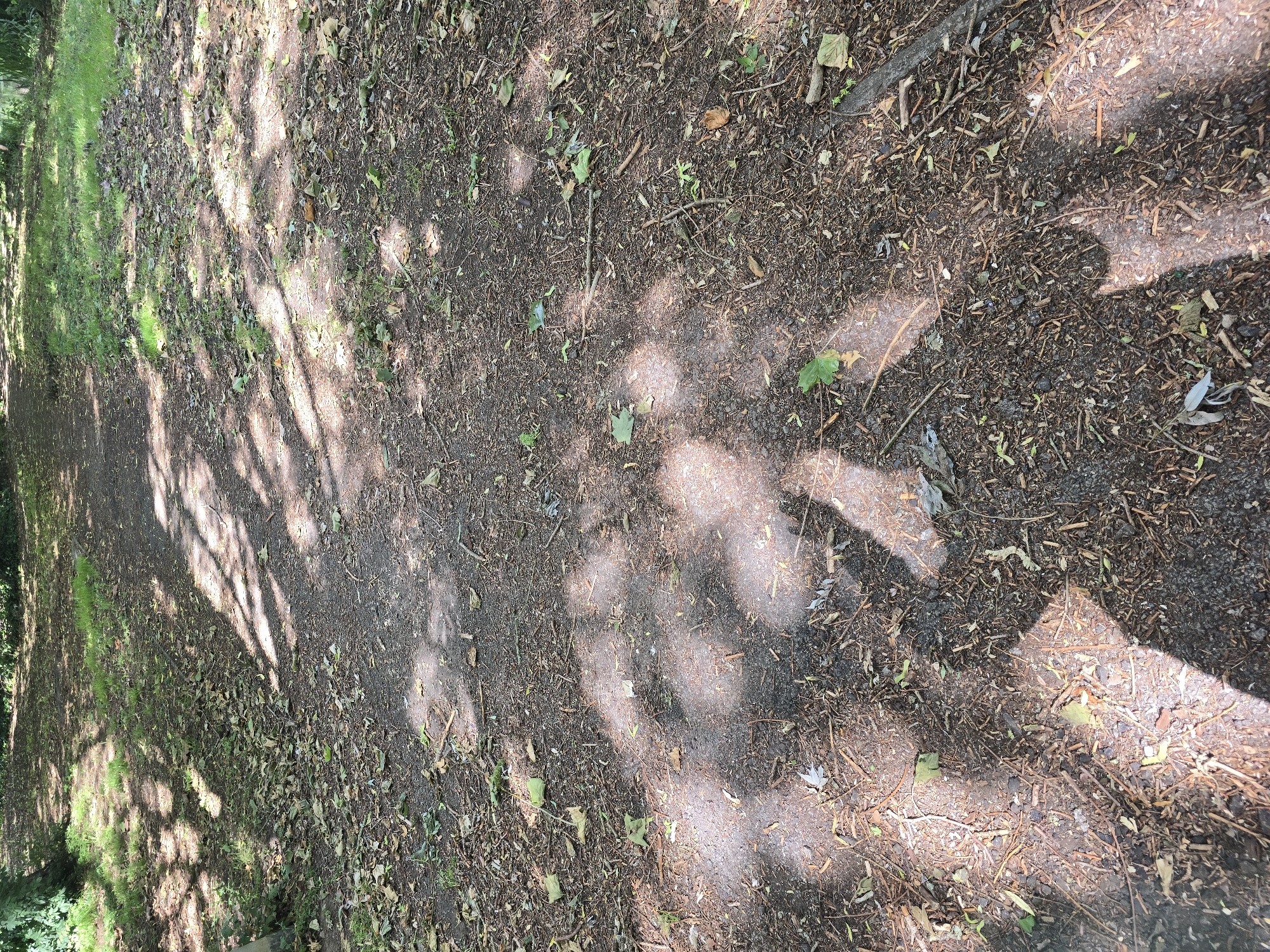 The image shows a well-trodden dirt path in a park, likely with trees overhead, as evidenced by the dappled sunlight and leaf litter covering the ground. The path is narrow and curves gently into the distance, bordered by patches of grass and more fallen leaves. The soil is dark brown and appears slightly damp in places. Small twigs and fragments of leaves are scattered across the path. The scene is devoid of people or any specific landmarks that would help pinpoint a precise location within Northampton. It is a common, naturalistic environment found in many outdoor recreational spaces.
