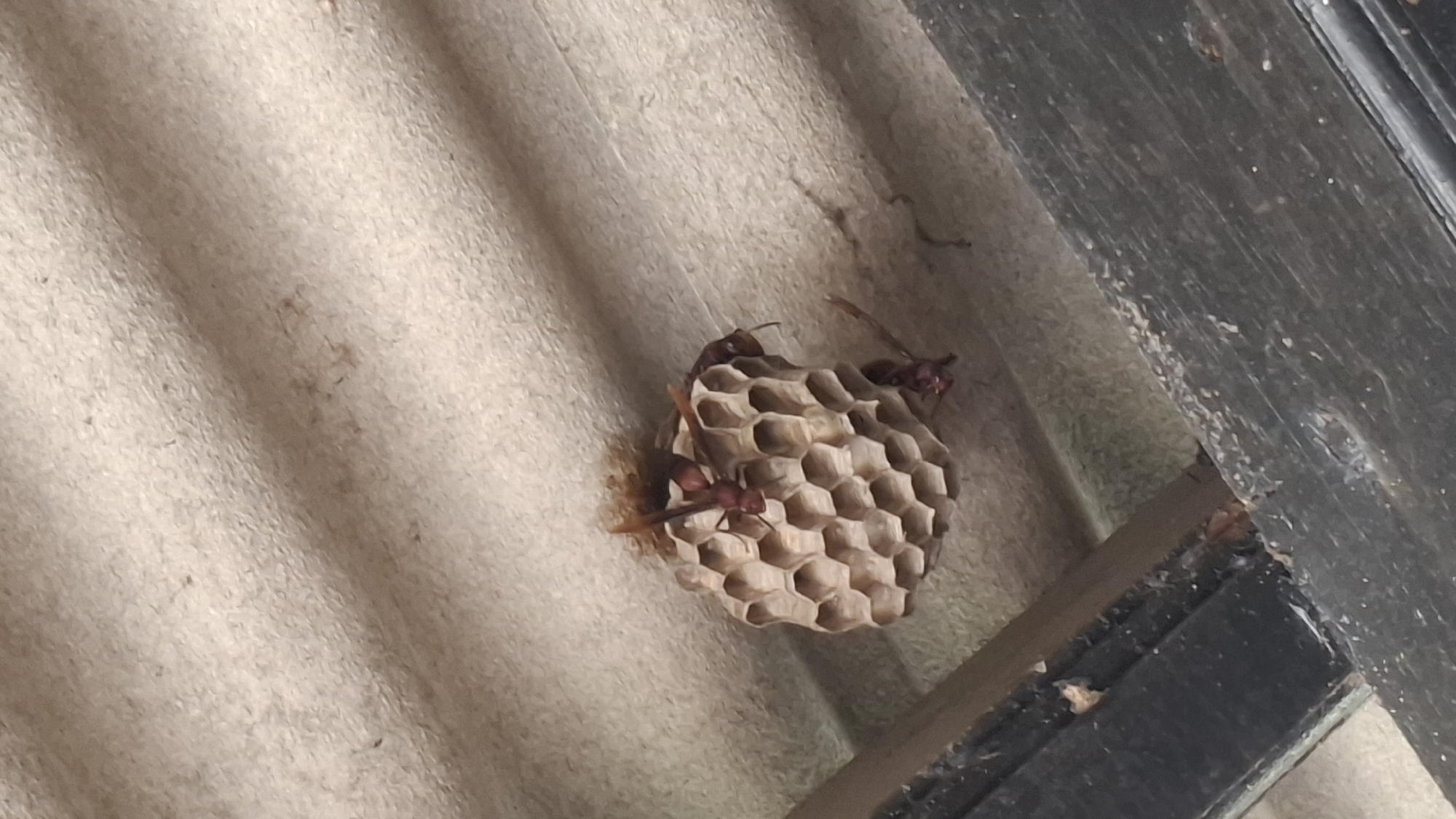 A wasp nest, constructed from light brown papery material, is attached to the underside of a corrugated roof. Several reddish-brown wasps, with visible segmented bodies and wings, are present on and around the nest. The nest is roughly spherical with hexagonal cells. Below the roof, a dark brown wooden beam runs horizontally. The scene appears to be outdoors. The location is Cibinong Hilir, Indonesia.