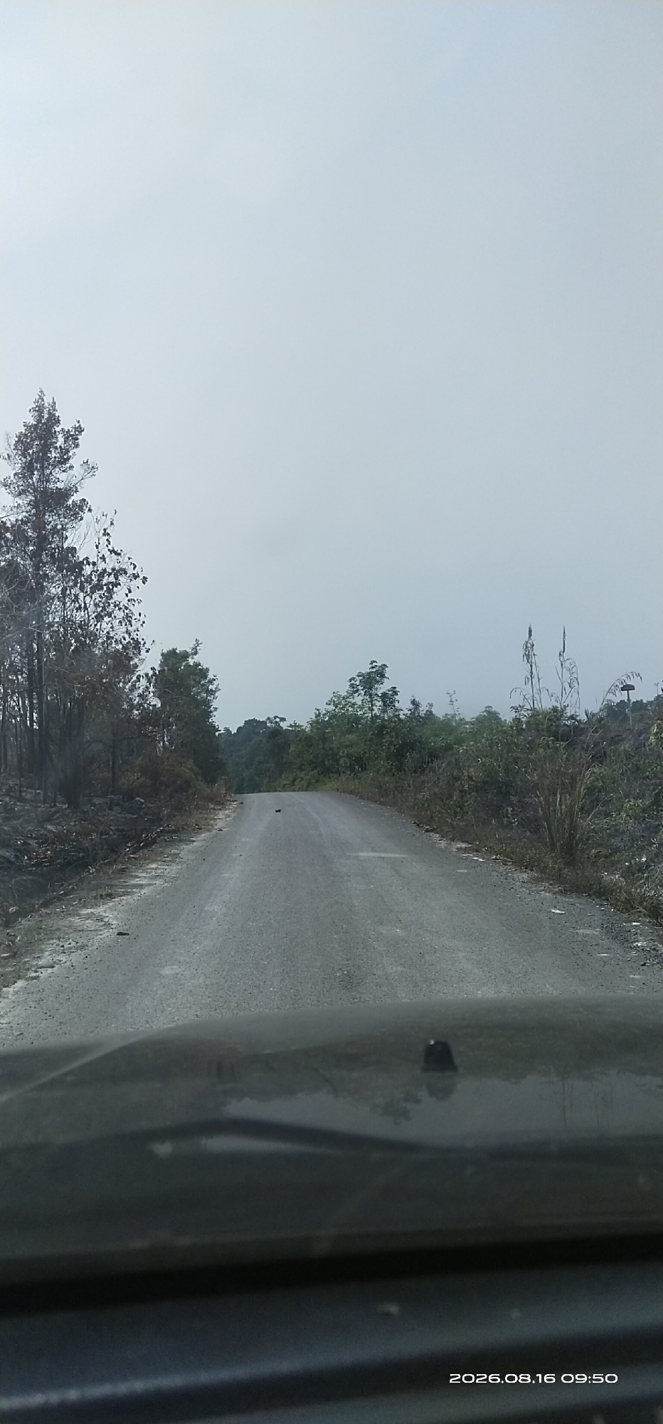 The image depicts a gray, overcast day on a paved, rural road. The road curves gently to the right and extends into the distance, bordered by vegetation on both sides. On the left, there is evidence of a recent fire, with blackened tree trunks and scorched earth. On the right, the vegetation is dense and green, with some taller grasses and smaller trees. The sky is a uniform light gray, suggesting fog or heavy clouds. In the foreground, the hood of a dark vehicle is visible, partially obstructing the view of the road. A small black object, possibly a bird or debris, is present on the road surface. The timestamp "2026.08.16 09:50" is visible in the bottom right corner. The scene appears to be a remote area.