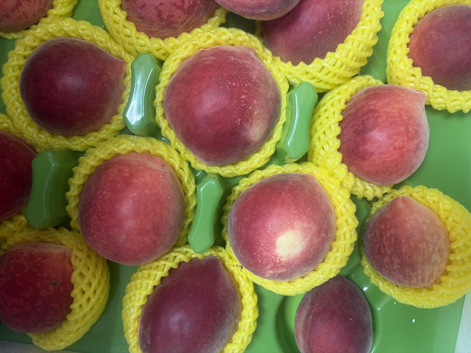 The image displays a top-down view of numerous peaches, meticulously arranged within a bright green plastic container or tray. Each peach is individually protected by a bright yellow, open-mesh foam net, which cushions the fruit and prevents damage. The peaches vary in color, showcasing shades from deep reddish-purple to lighter pinks and oranges, with some displaying subtle speckles or lighter patches on their skin. Several glossy, light green plastic dividers or inserts are visible, positioned between the netted peaches to provide separation and stability within the tray. The arrangement suggests the peaches are either packaged for sale, transport, or display. No text is visible in the image.