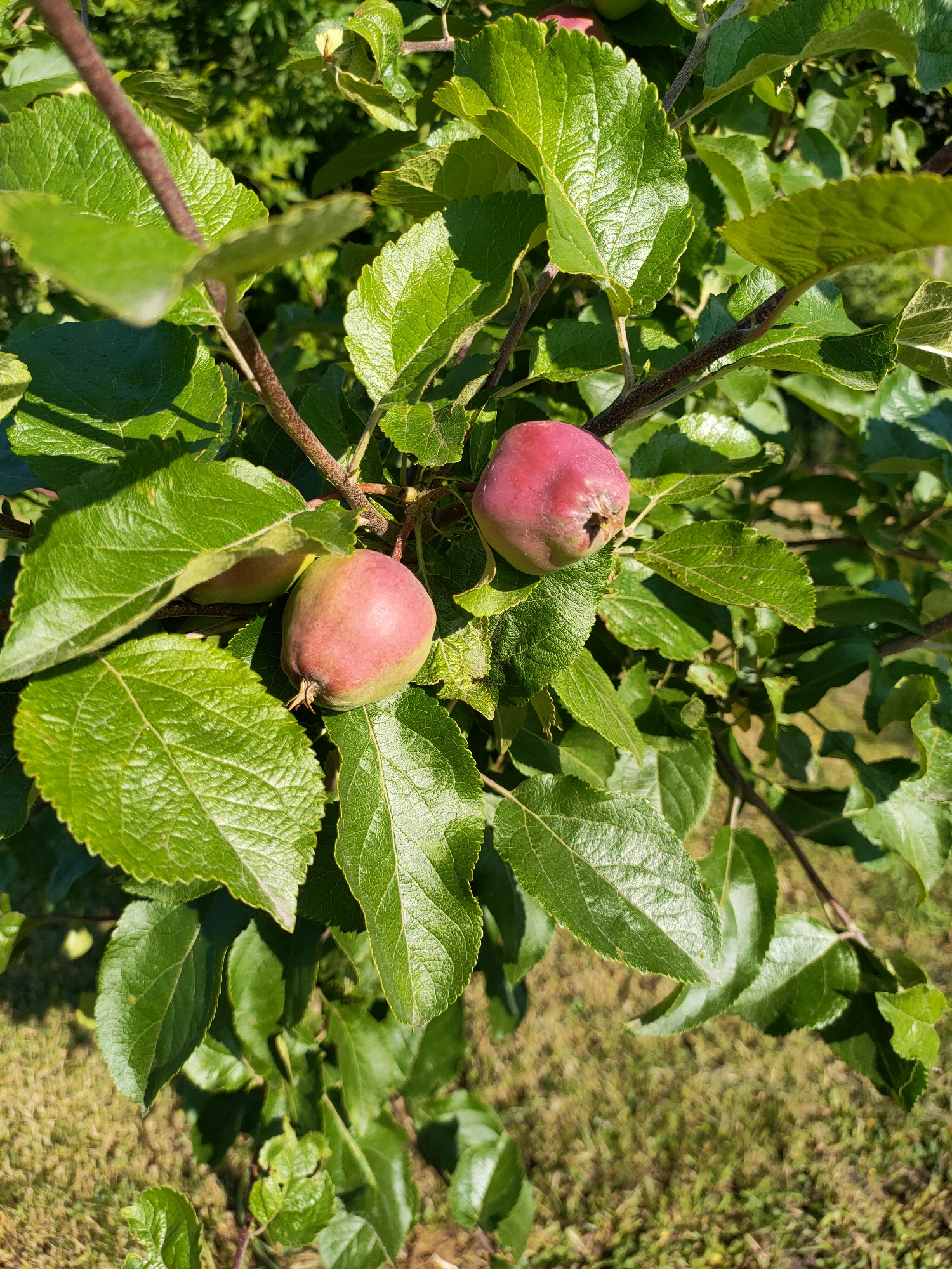 An outdoor, close-up, eye-level shot showcases several small, unripe apples on a tree branch amidst lush green foliage. Two apples are prominently featured, appearing reddish-pink with green undertones and small stems. The apples are situated on a branch that extends from the left side of the frame towards the upper right. The leaves surrounding the apples are vibrant green, with visible veins and slightly serrated edges. Sunlight dapples the scene, creating bright highlights and shadows on the leaves. The background consists of more foliage and the soft, blurred texture of grass, suggesting a natural outdoor environment. The context of Nosivka, Ukraine, indicates this is likely a domestic garden or orchard setting. No people or animals are present.