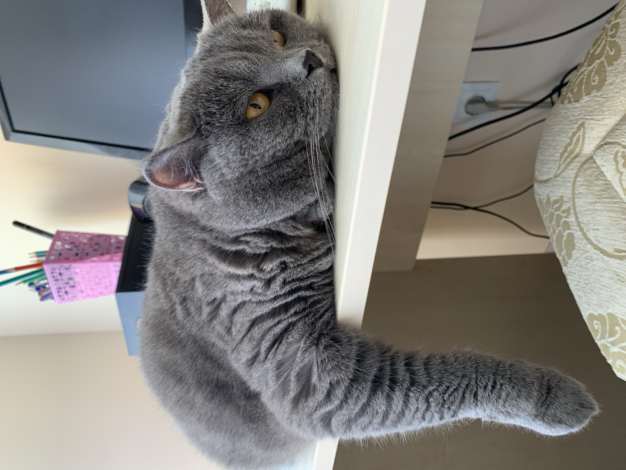 A grey British Shorthair cat is resting on a white desk, with its front right paw dangling off the edge. The cat has amber eyes and is looking towards the right of the frame. Behind the cat, a computer monitor is visible, along with a pink pen holder filled with colored pencils and pens. The desk is situated in an indoor environment, likely an office or study, with a wall visible in the background. The image was captured in Ternopil, Ukraine.