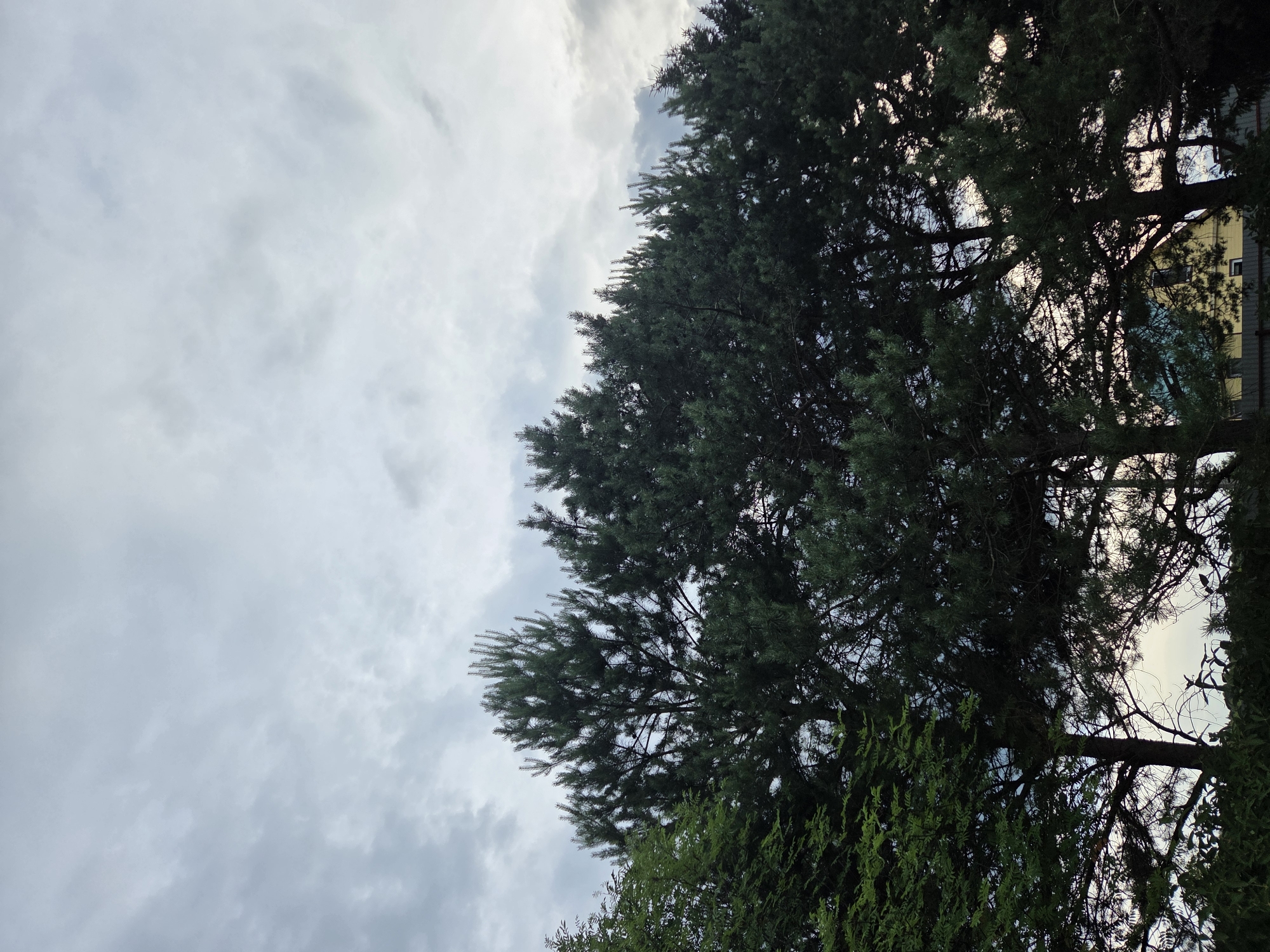 This media file shows a low-angle view of trees against a cloudy sky. The subjects are primarily the dense green foliage of evergreen trees, with some branches and trunks visible. Through the gaps in the branches, a building with a yellow facade and darker grey sections can be seen.
The scene appears to be set outdoors, likely in a natural or semi-natural environment given the prominence of the trees. The sky is overcast with textured grey clouds, suggesting a potentially cool or damp day. The light filtering through the trees suggests it could be daytime, possibly morning or late afternoon, but the overcast conditions obscure a clear indication of the sun's position.
There are no people visible in the image, nor any explicit text. The overall mood conveyed is one of natural growth and a somewhat subdued atmosphere due to the cloudy weather. The specific location "Восход Снт (фролово), Russia" is provided as context, indicating a residential area likely characterized by dacha settlements common in Russia. The building in the background might be a house or part of a community structure within the "SNT" (Sadovodcheskoye Nekommercheskoye Tovarishchestvo, or Garden Non-profit Partnership).