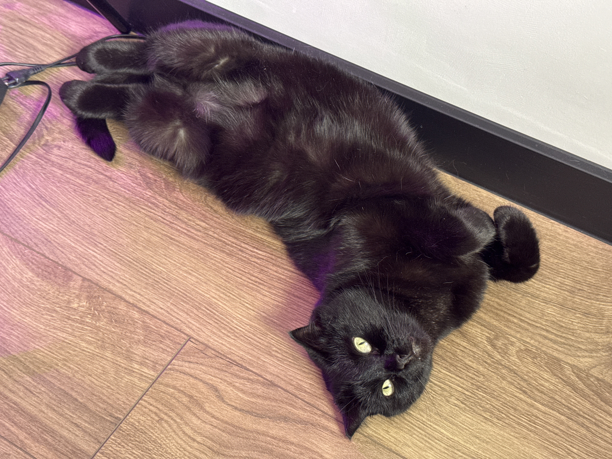 An indoor, eye-level shot captures a sleek black cat lying on its back on a wooden floor, appearing relaxed and content. The cat is positioned diagonally across the frame, with its head in the lower right corner and its back paws in the upper left. Its belly is exposed, and its paws are curled, suggesting a moment of trust or playfulness. The cat's bright, piercing green eyes are wide open and directly focused on the viewer.
The floor is made of light-colored wooden planks, and a black baseboard separates it from a white, textured wall in the upper right portion of the image. A soft purple or pink light casts a glow on the left side of the floor and the cat's fur, indicating artificial ambient lighting. Black cables are visible near the cat's back paws on the left, hinting at electronic devices nearby. No text is visible in the image. The scene conveys a calm domestic setting. The user provided the location context as Krasnoyarsk, Russia.