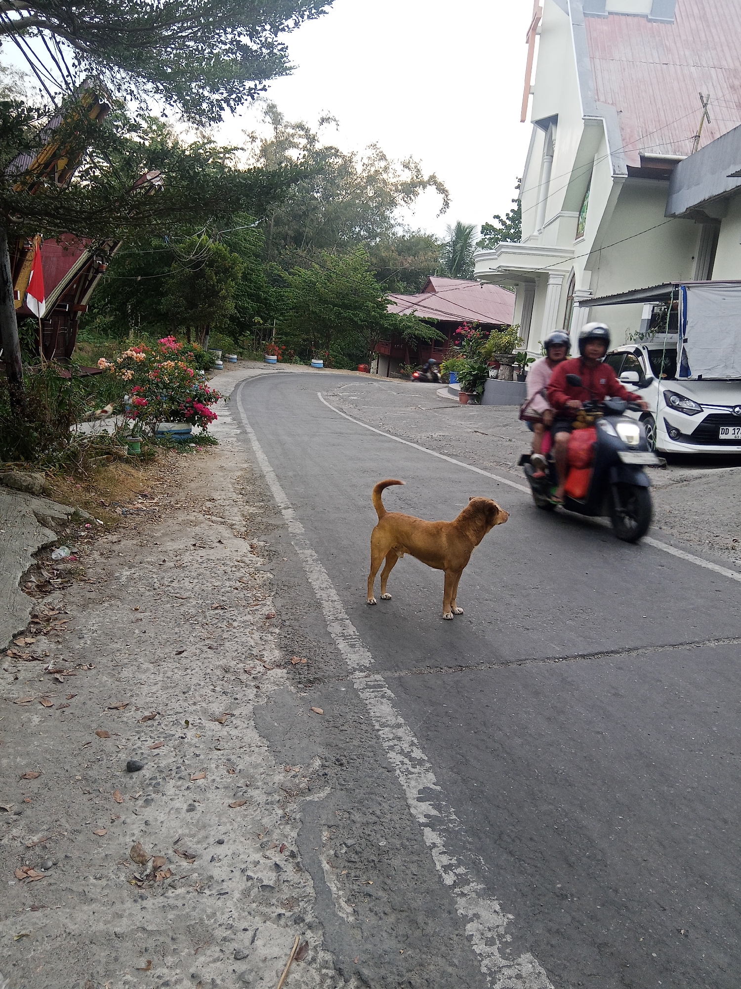 In the city of Makale, Indonesia, a brown dog stands on an asphalt road, facing left. Behind the dog, a motorcycle carrying two people, a man in a red jacket and a woman wearing pink, drives away. A white car is parked on the right side of the road. The scene is framed by trees and buildings, including a church with a white facade and a red roof. The road is lined with concrete barriers and flowering bushes. The sky is overcast.