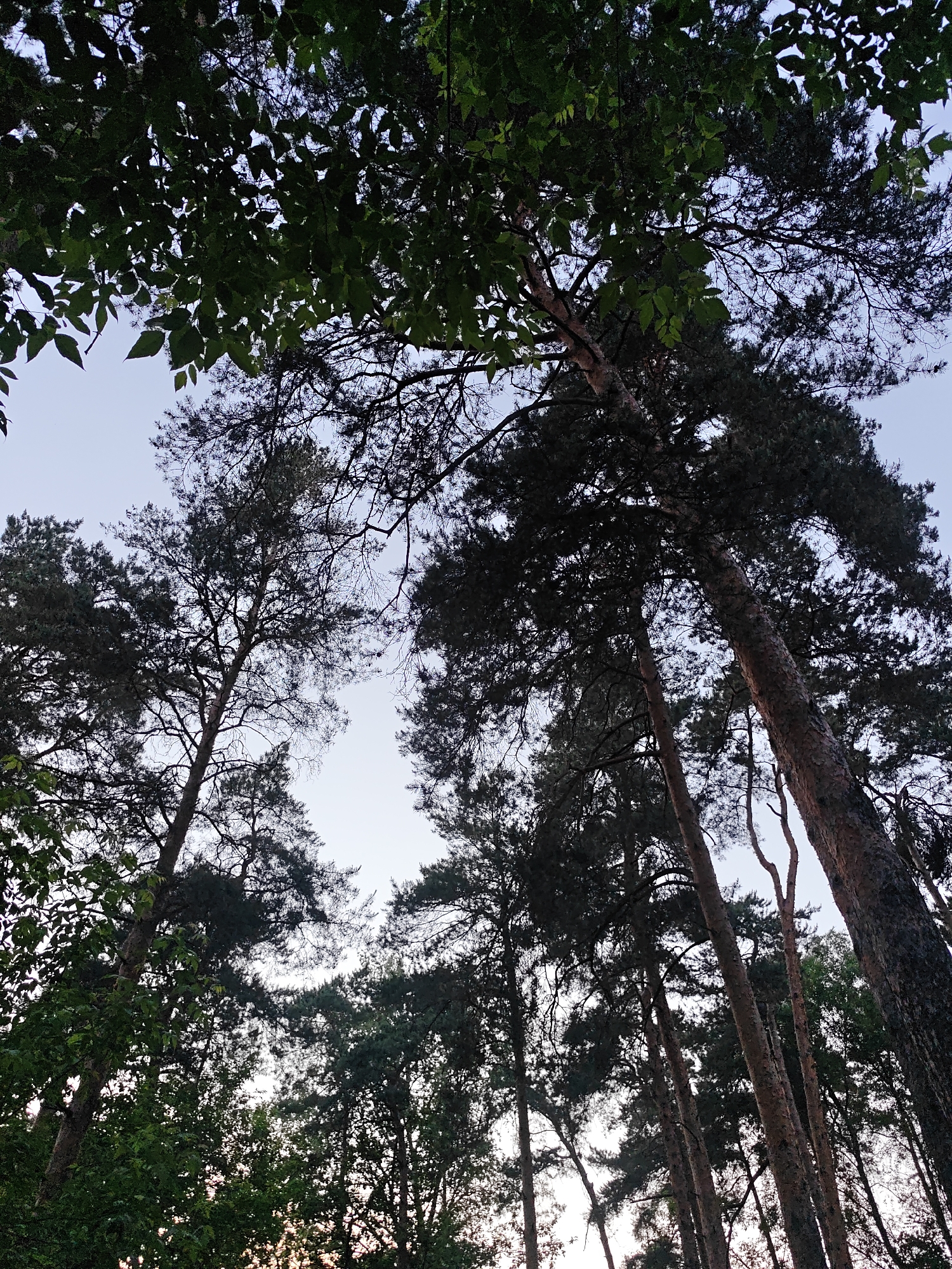 The image presents an upward perspective into a dense forest canopy in Kratovo, Russia. Numerous tall trees, primarily conifers with dark, dense needle-like foliage and visible textured bark on their trunks, extend vertically towards a bright, predominantly clear sky that appears light blue to almost white. Several deciduous trees with broader green leaves are visible in the foreground, particularly in the upper left and lower left portions of the frame, partially obscuring the conifer branches and sky. The trees are largely silhouetted against the ambient light from the sky, indicating a backlit scene. A subtle warm glow is discernible through the lower foliage on the left side, suggesting either sunrise or sunset. No people, animals, or man-made structures are present.