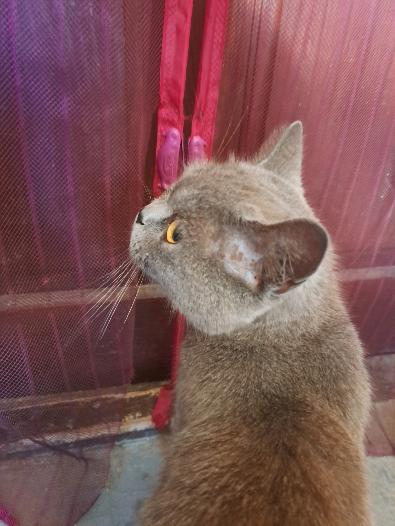 A medium shot captures a grey cat with yellow eyes looking intently to the left. The cat's head and upper body are in focus, with its fur appearing soft and slightly ruffled. Behind the cat, a sheer pink mesh curtain hangs, draped over a dark, weathered railing. Two small, purple bird-shaped embellishments are attached to the curtain's vertical seams, adding a touch of whimsy. The background is softly blurred, suggesting the cat is indoors or on a protected balcony, possibly observing something outside. The lighting appears to be natural daylight.
