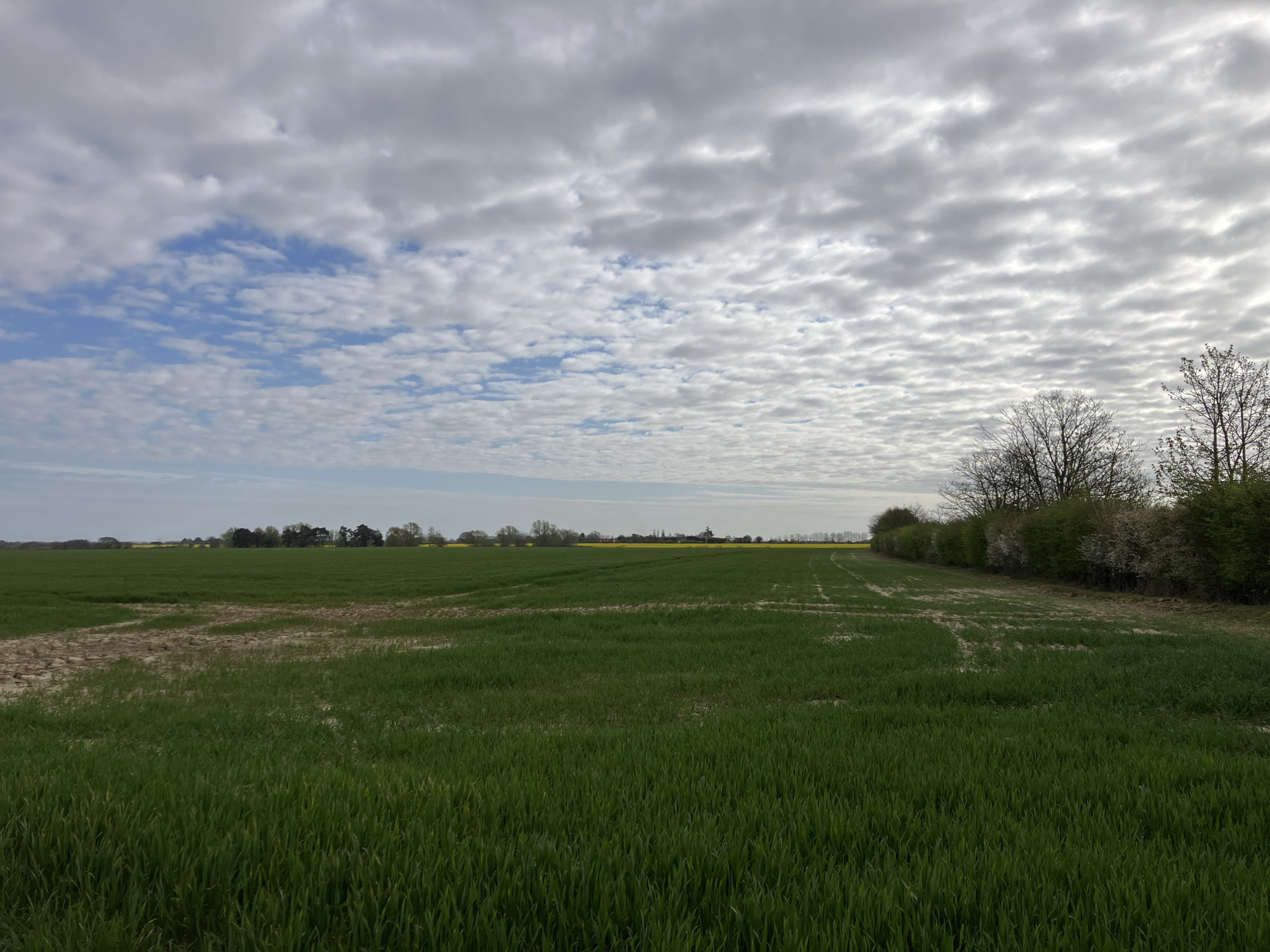 The image depicts a rural landscape, possibly near Wix, United Kingdom. In the foreground, a field of green grass stretches towards the horizon. Sections of the field exhibit patches of exposed, dry earth. Beyond the field, a line of trees and shrubs forms a boundary. In the distance, more fields and a few scattered trees are visible. The sky is filled with a layer of clouds, with patches of blue sky showing through. No people or animals are visible in the scene. The light suggests it is daytime, possibly during spring. The overall impression is that of an agricultural area on a partly cloudy day.