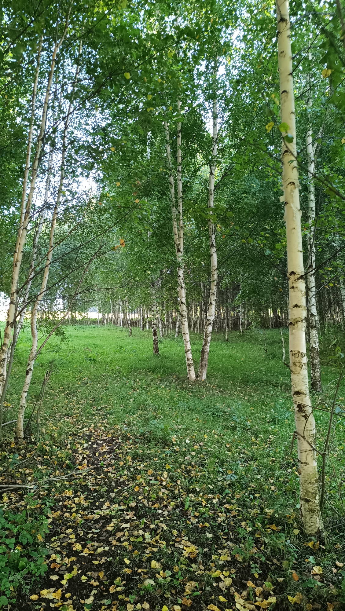 The image shows a forest scene with many birch trees. The trees are tall and slender with white bark and green leaves. The ground is covered in green grass and fallen yellow and brown leaves. There is a path winding through the grass and leaves, leading into the distance. The overall impression is one of a peaceful, natural setting. The sunlight filters through the leaves, suggesting it is daytime. The presence of fallen leaves indicates it might be autumn. The scene appears to be in a wooded area, possibly a park or a natural forest. There are no people or specific objects visible, making the scene solely focused on the natural environment. The emotion evoked by the image is one of tranquility and natural beauty. No text is visible in the image. The location context of Karsha, Russia is provided, indicating the geographical setting of this birch forest.