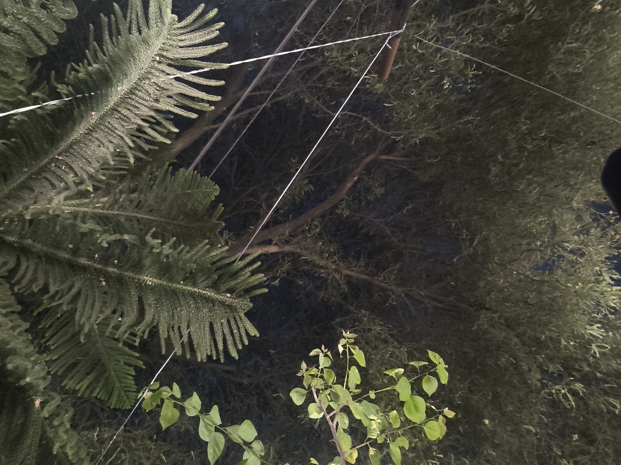 In Surakarta, Indonesia, at night, a low-angle shot captures a Norfolk Island pine tree branch on the left, its needles sharp and green against a dark sky. A thin, white string runs horizontally across the image, attached to a brown cylindrical object suspended from another branch. Further right, a denser, darker tree with fine foliage fills the background. In the lower right quadrant, a small leafy plant with bright green leaves grows upwards, its branches thin and delicate. The overall scene is illuminated by artificial light, casting a soft glow on the vegetation.