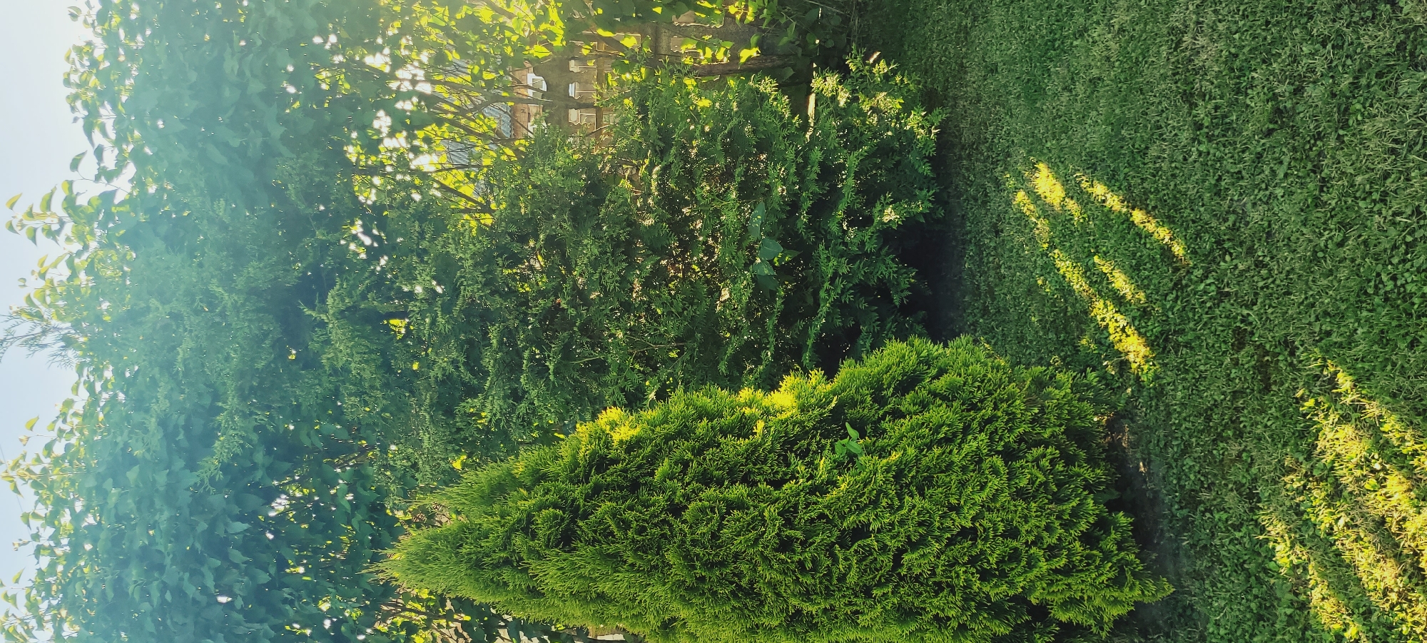 The image depicts a close-up view of a backyard garden, featuring lush green foliage under the soft glow of sunlight. In the foreground, a conical evergreen tree, likely a Thuja, stands prominently, its branches densely packed and vibrant. To its right, a larger, more diffuse evergreen shrub or tree fills the mid-ground, its leaves creating a textured backdrop. The ground is covered in well-maintained green grass, with dappled sunlight casting elongated shadows from the trees, suggesting a late afternoon or early morning setting. Beyond the immediate garden, hints of a building with windows and a fence can be seen through the foliage, indicating a residential area. The overall impression is one of a tranquil, natural environment within an urban or suburban setting.