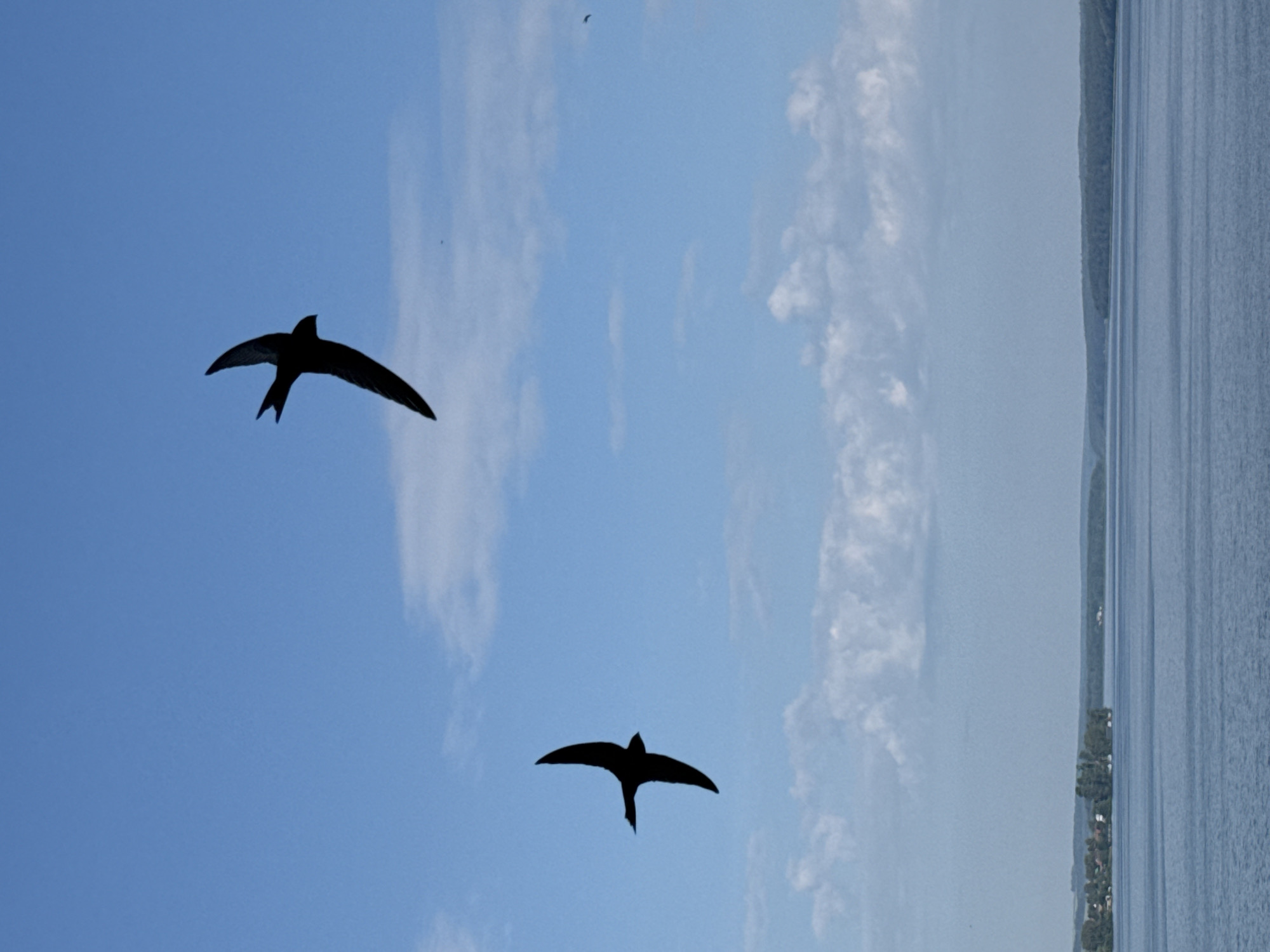 Two dark silhouettes of birds are in flight against a bright blue sky with scattered white clouds. The bird on the left is in the lower left quadrant of the image, its wings outstretched and body angled. The second bird, larger and closer to the top, is in the upper right quadrant, also with wings spread. The lower part of the image shows a wide expanse of blue water, possibly a lake or river, with a distant tree-lined shore on the horizon. A small cluster of buildings is visible on the left side of the shore. The scene appears to be an outdoor, natural environment, possibly during daylight hours. This scene could be located in Votkinsk, Russia, known for its picturesque natural landscapes and proximity to bodies of water.