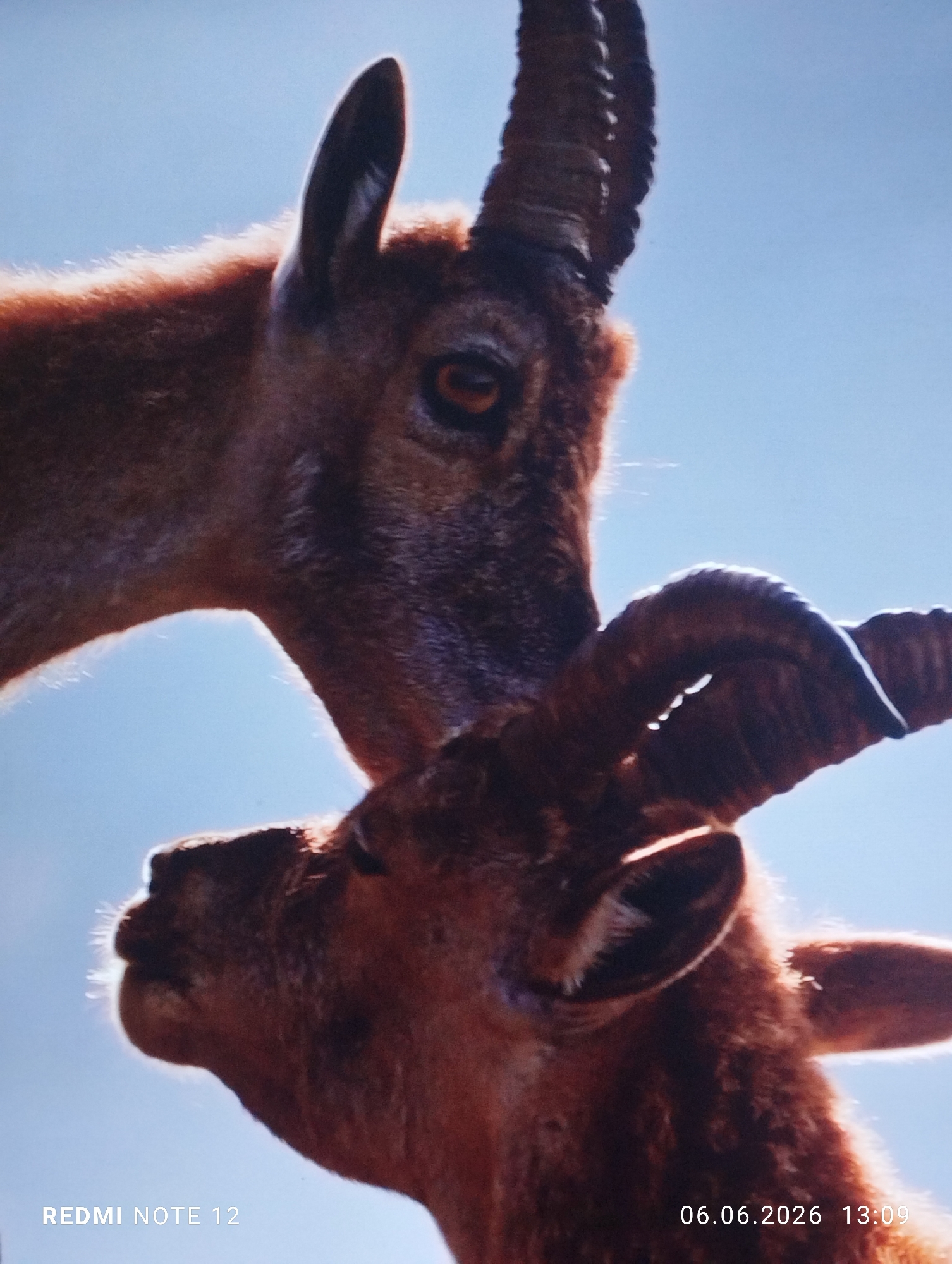 This image, captured by a Redmi Note 12 device in Burgas, Bulgaria, on June 06, 2026, at 13:09, depicts two brown-furred wild goats or ibexes. The subjects are positioned against a clear, bright blue sky, indicating an outdoor, daylight setting.
The upper animal, partially visible from the mid-body upwards, is characterized by prominent, dark, ridged horns curving upwards and backwards. Its head is angled downwards, with its muzzle appearing to make contact with the head or a horn of the lower animal, suggesting an act of nuzzling or grooming. The upper animal's right eye, with a dark pupil and an amber iris, is distinctly visible.
The lower animal, also brown-furred, is positioned beneath and slightly to the right of the upper animal. Its head is angled sharply upwards, towards the upper animal. Visible are shorter, thicker, dark horns that curve sharply. Backlighting from the sun creates a distinct halo effect on the fur outlines of both animals, particularly noticeable on the upper animal's neck and the lower animal's muzzle and ears. The background is uniformly a bright, cloudless blue sky.