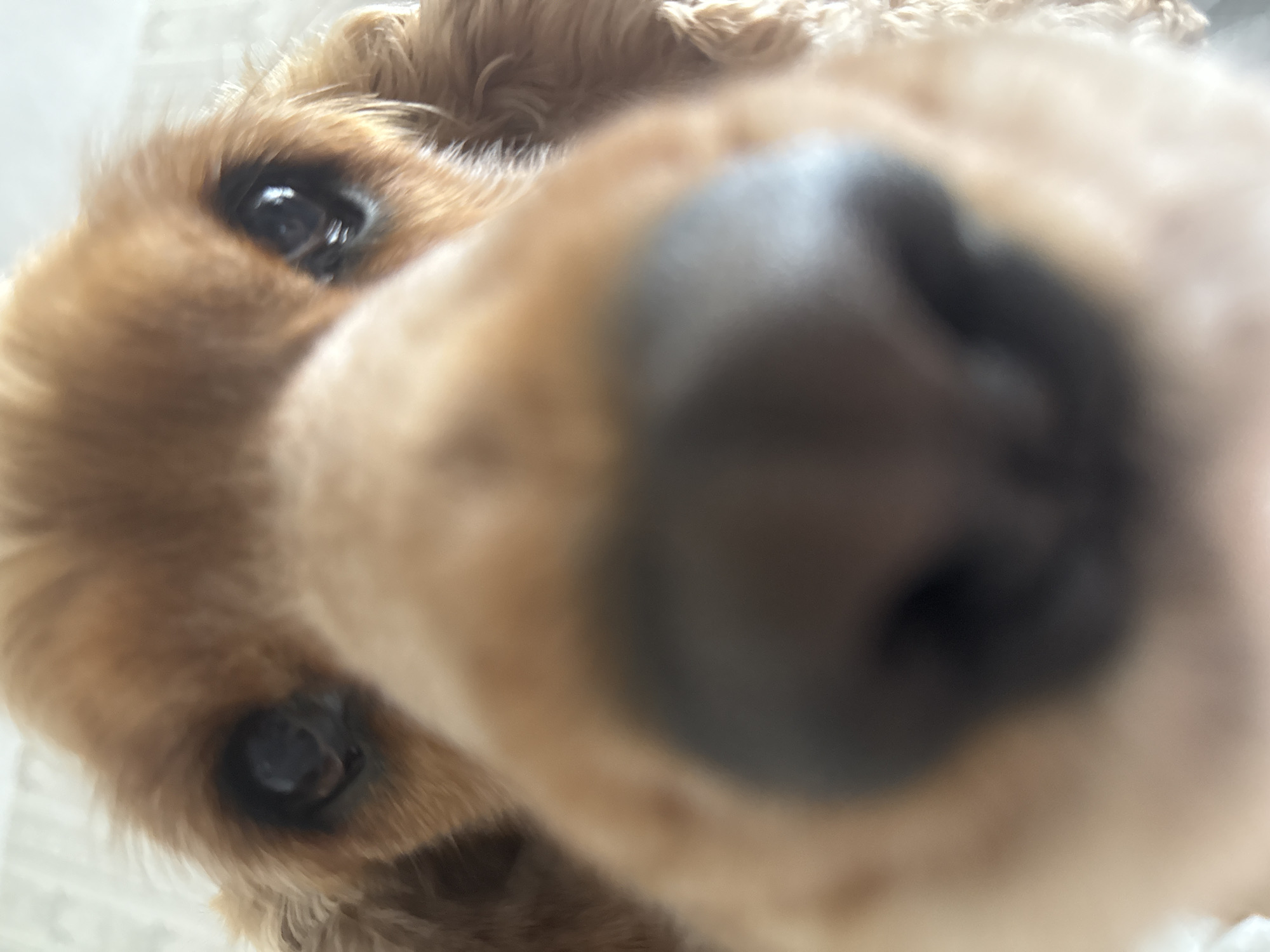 A close-up, low-angle shot of a tan Cocker Spaniel's face. The dog's nose is very close to the camera, appearing large and out of focus. The dog's dark eyes are visible and in focus. The dog has curly fur. The background is out of focus and shows a pale surface. The location in the city of Varna, Bulgaria is unknown.