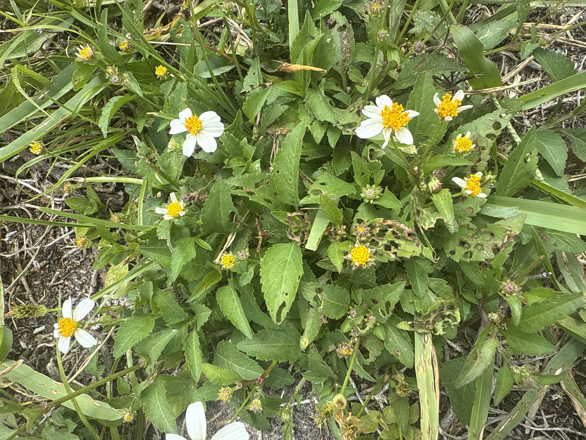 The image shows a cluster of plants with white and yellow flowers, interspersed with green leaves, against a background of dry grass and sandy soil. The flowers have white petals and yellow centers. Many of the leaves have holes, possibly caused by insects. The location is Davie, Florida, United States of America. There are no people visible in the image.